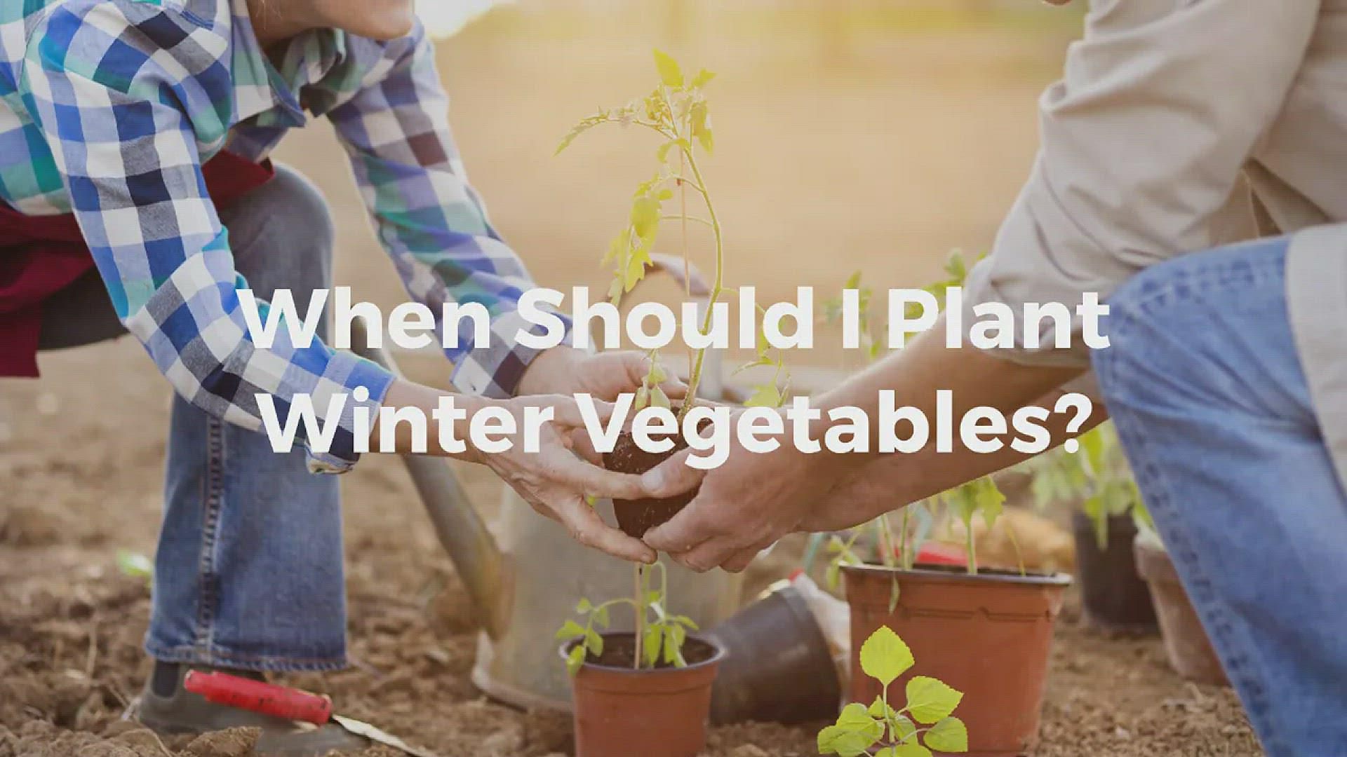 'Video thumbnail for When To Plant Winter Vegetables'