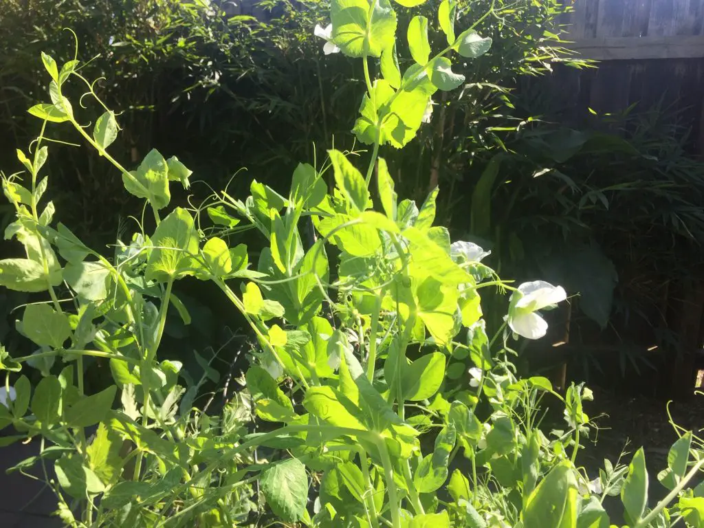 How many pods does a pea plant produce