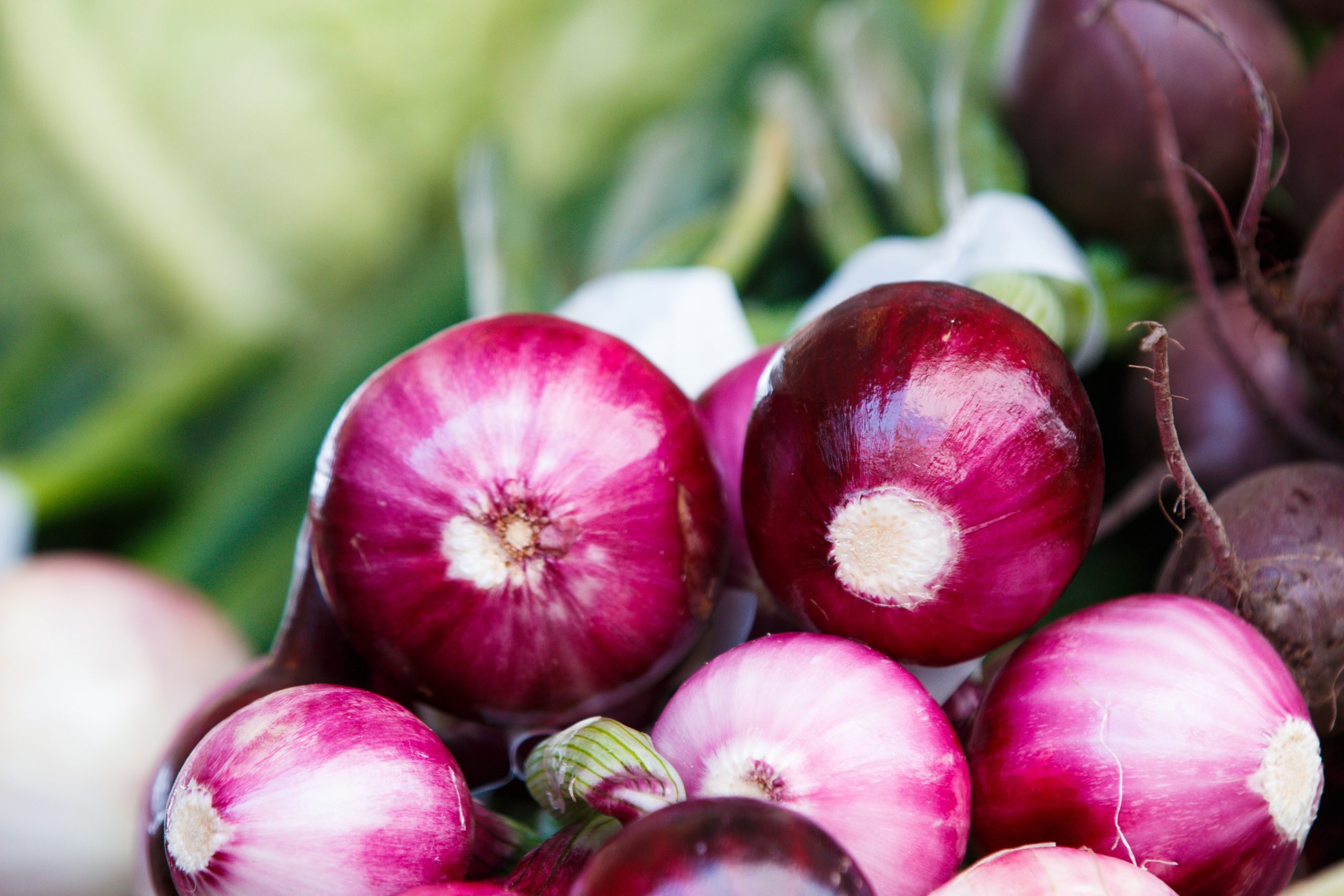 Onion Seeds Vs Onion Sets – Which Is Best?