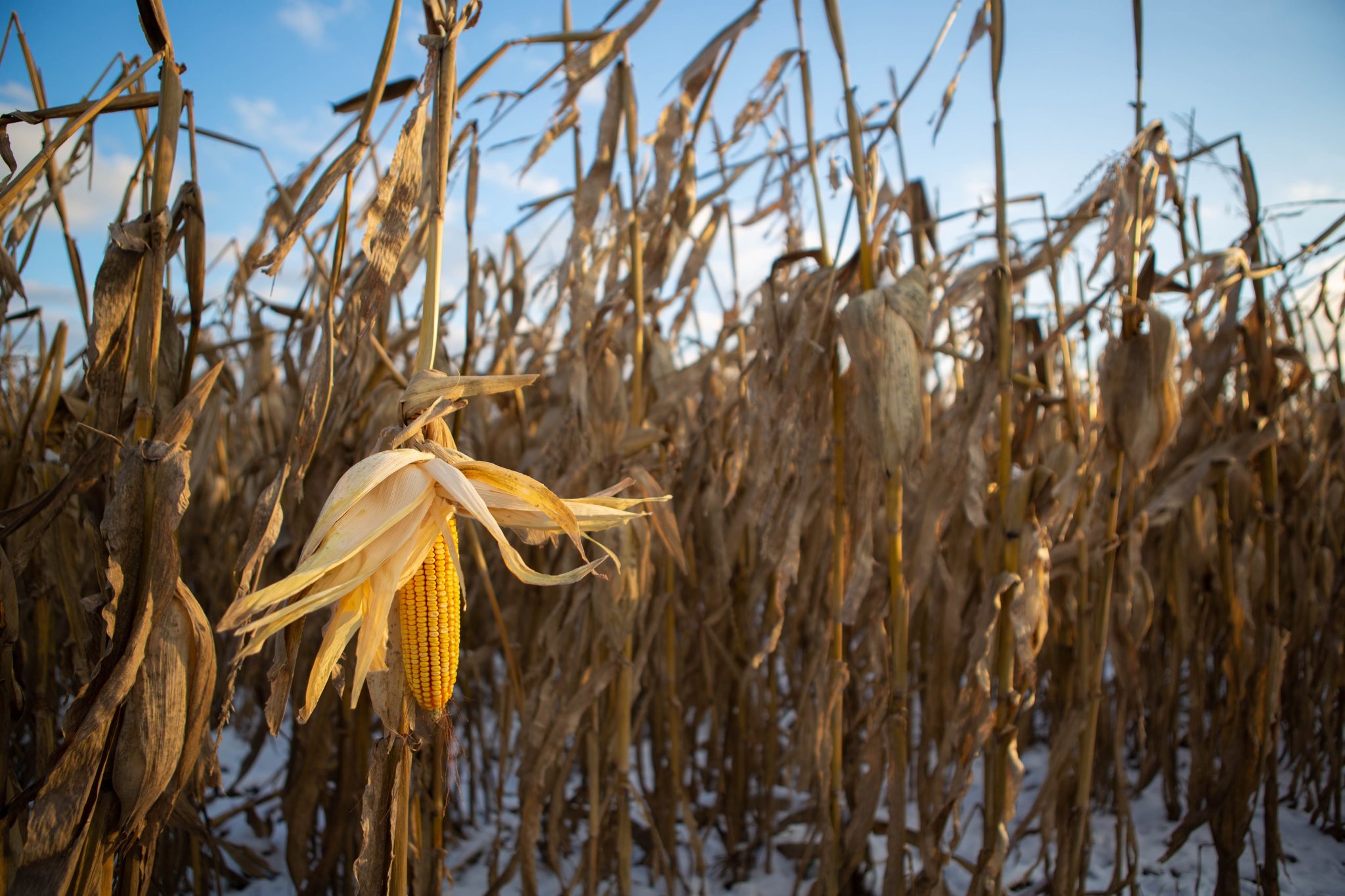 » What Is The Lowest Temperature Vegetable Plants Can Tolerate?