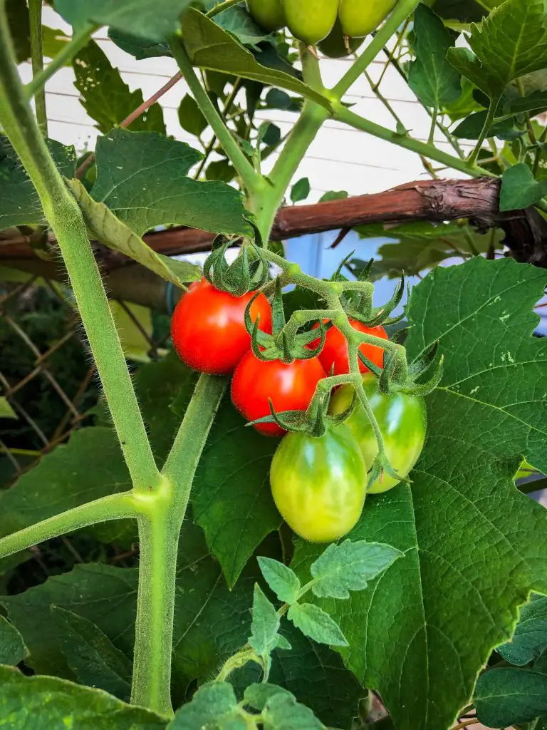 Do you need to prune tomato plants Idea