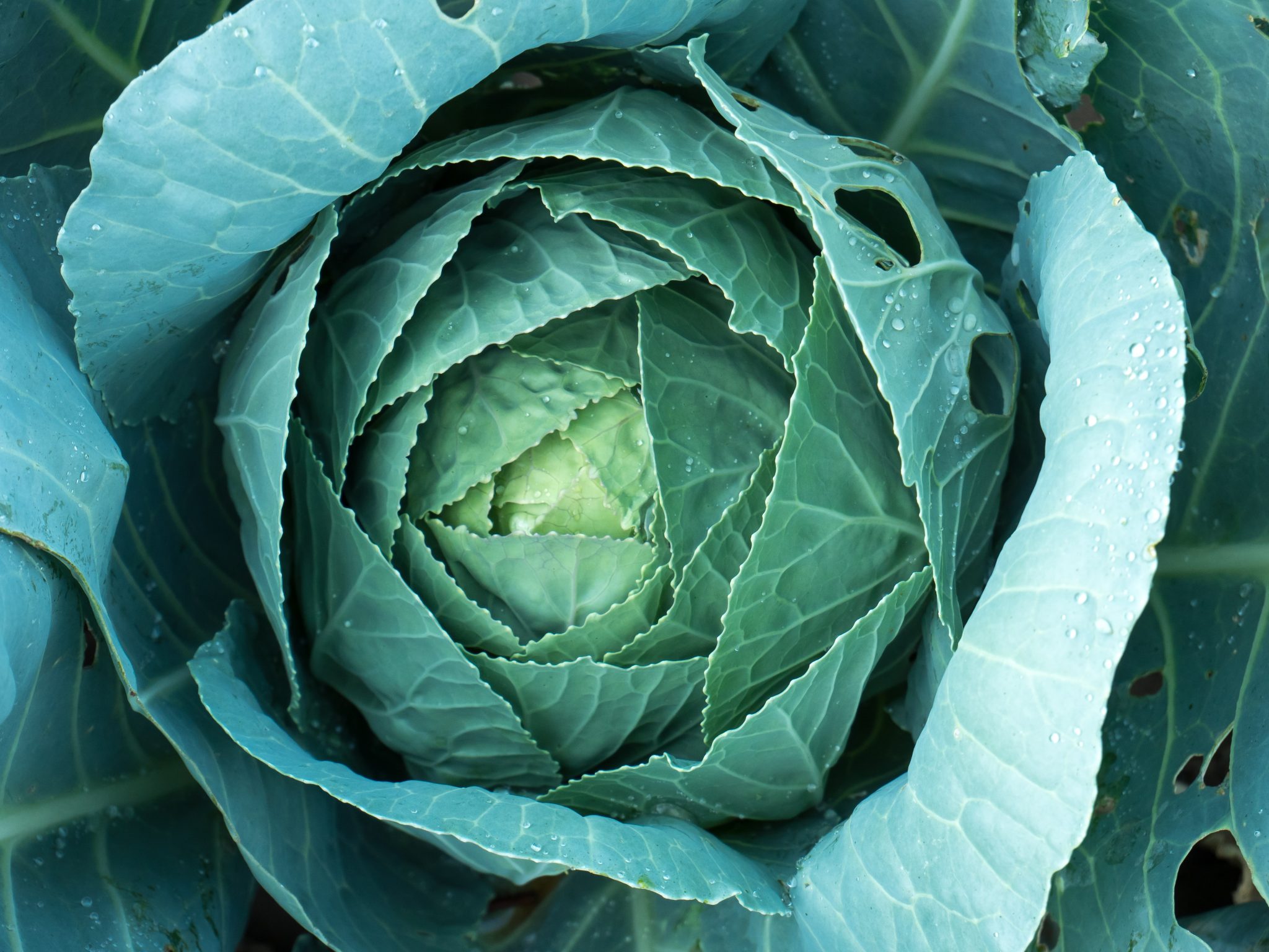 » What Types of Cabbage are There?