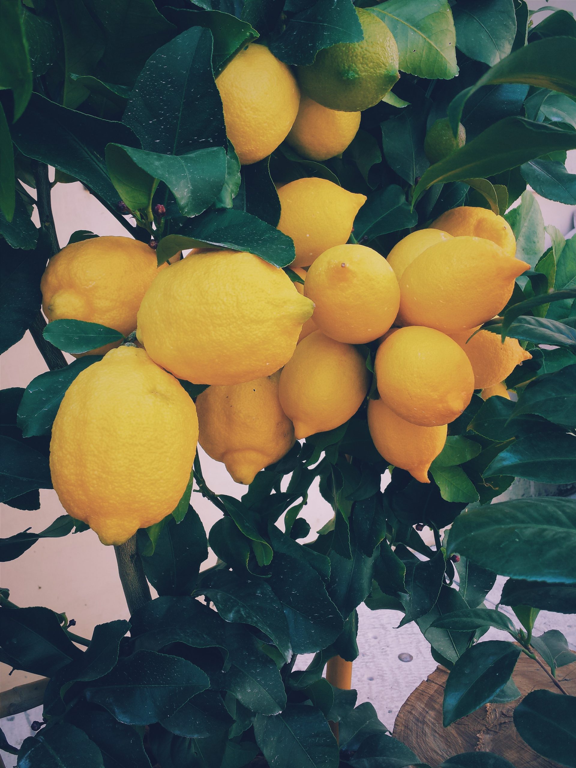 Can You Espalier A Lemon Tree?