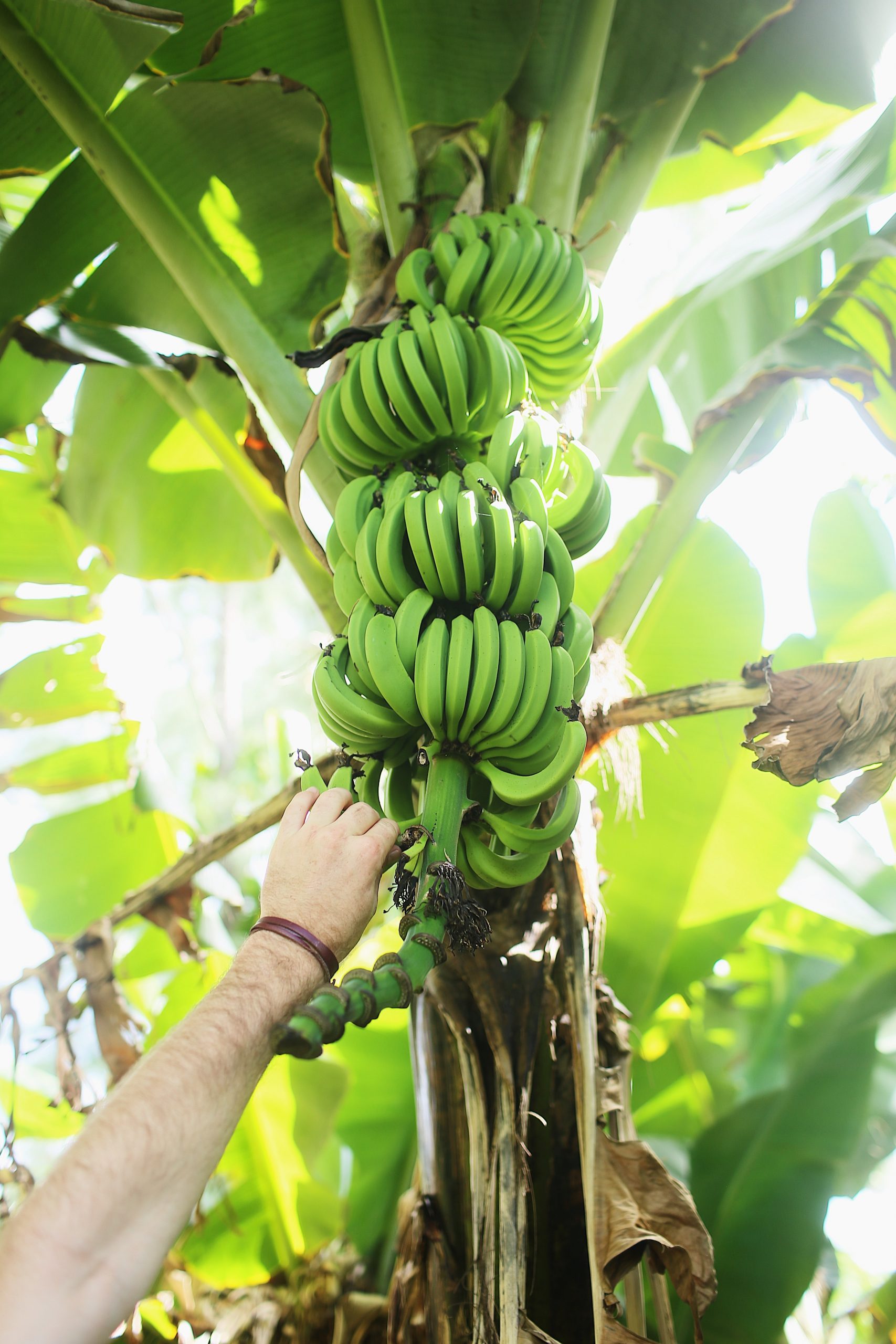 How Long Does It Take For A Banana Tree To Bear Fruit? (From Zone 8 To 13)