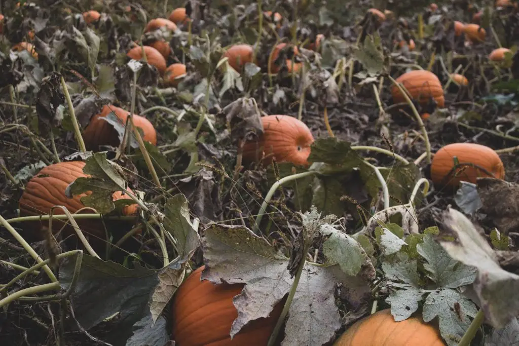 why-are-my-pumpkin-leaves-turning-white-plan-your-patch