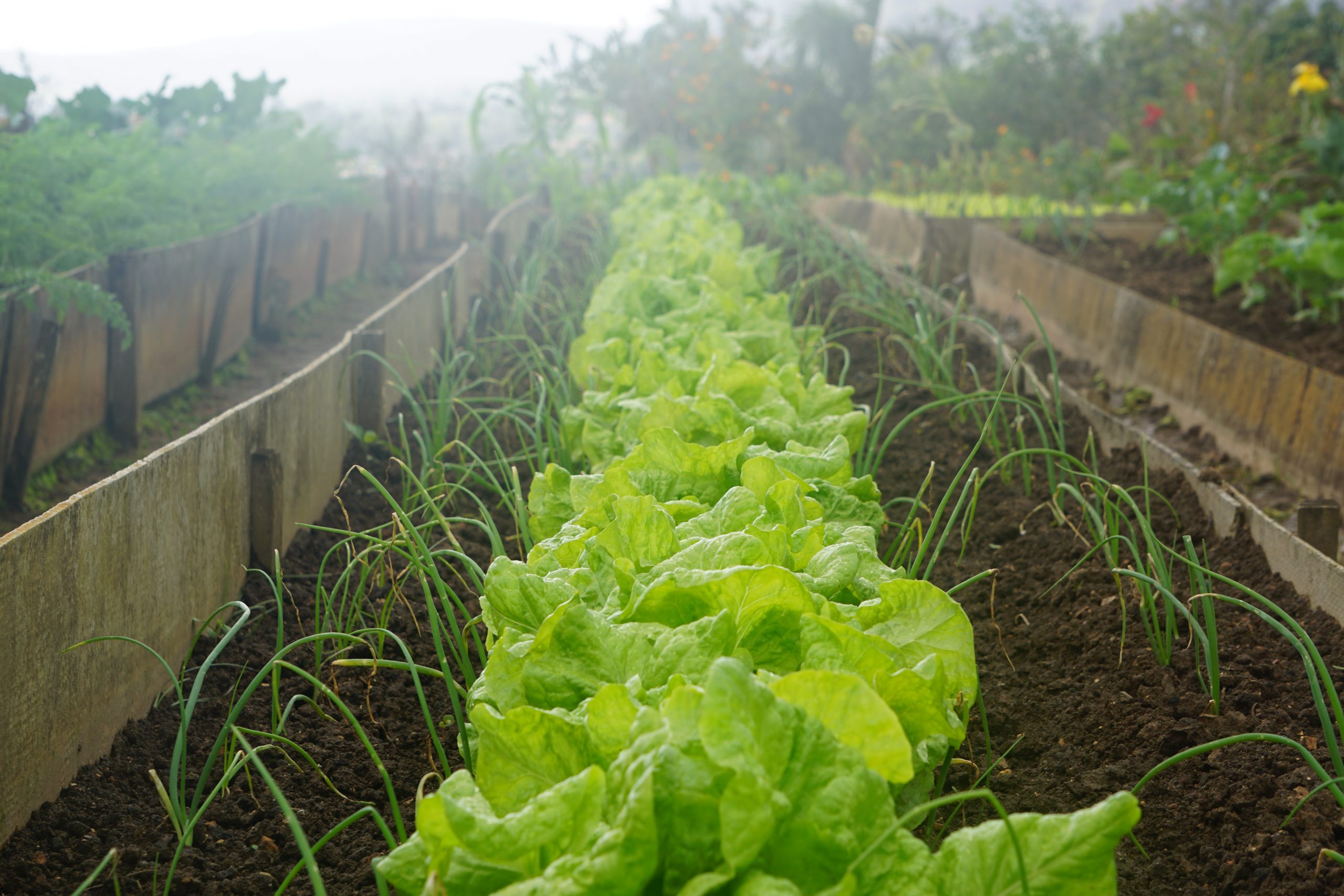 How to Harvest Lettuce All Year Round?