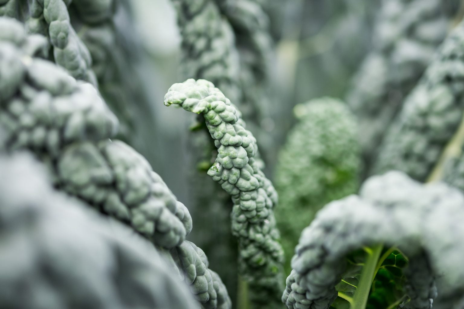 » What Is The Lowest Temperature Vegetable Plants Can Tolerate?