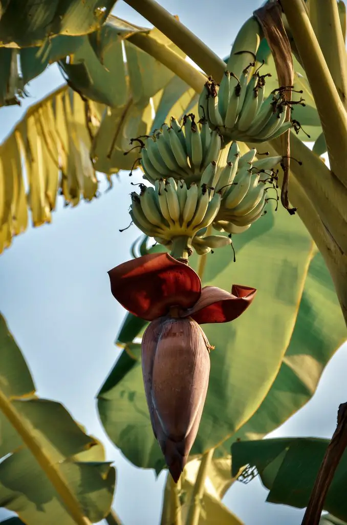 How Long Does It Take For A Banana Tree To Bear Fruit ...