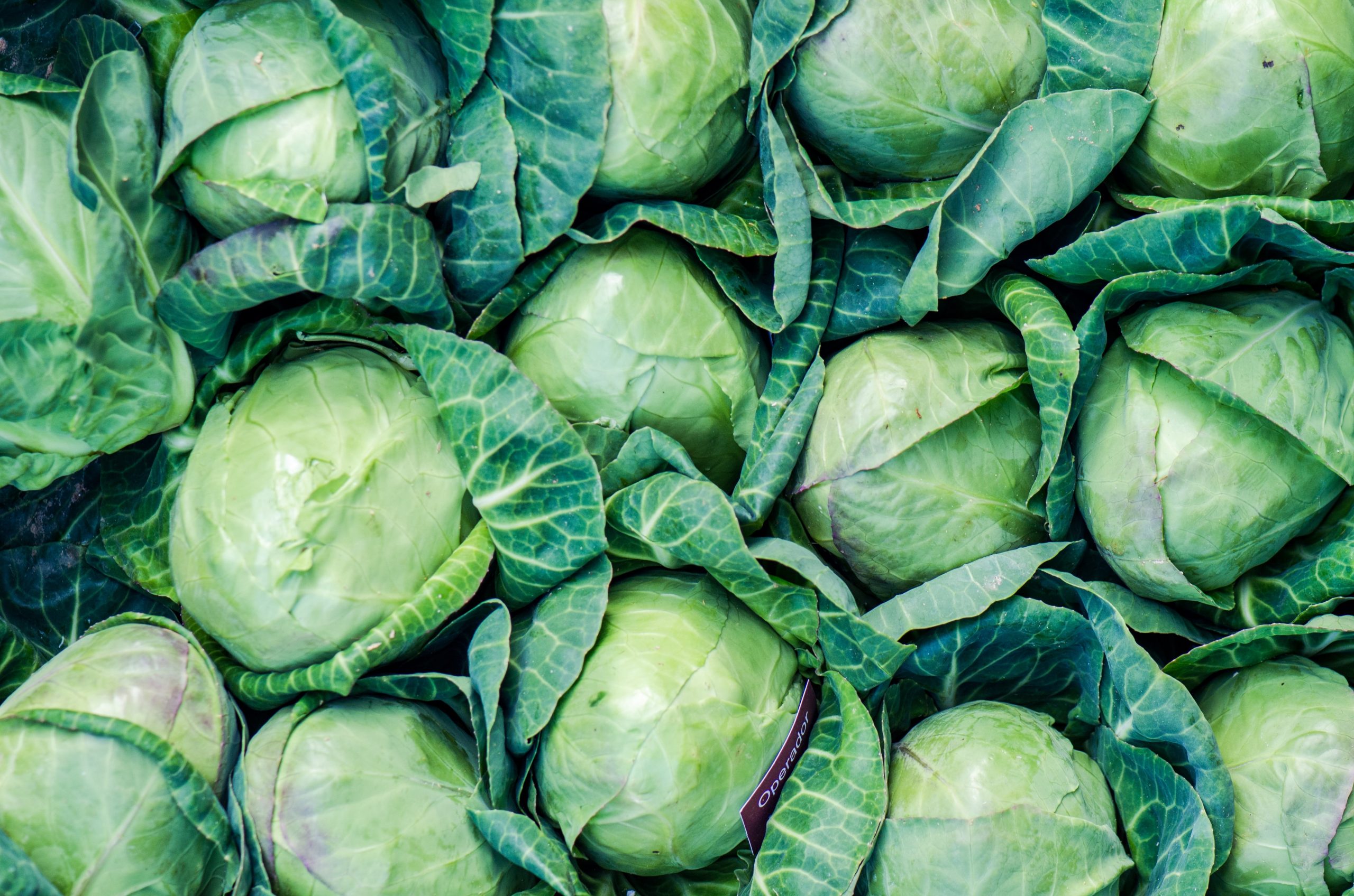 What Types of Cabbage are There?