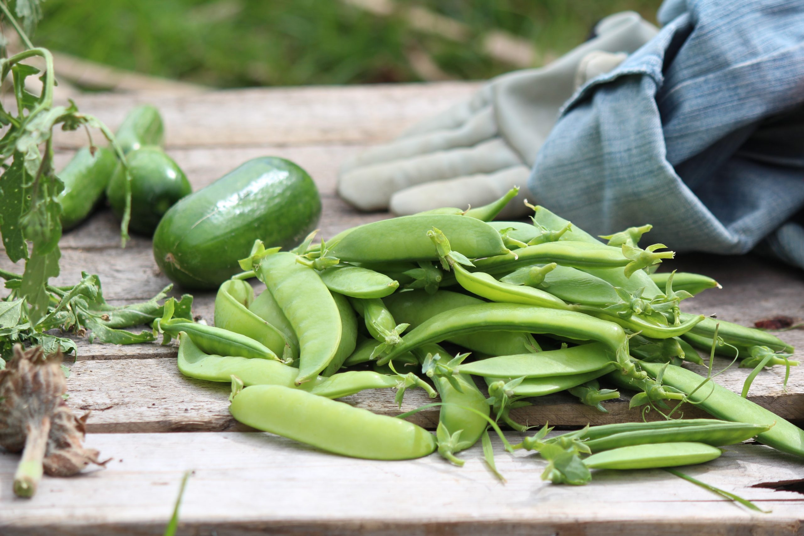 What Climate Do Snow Peas Grow In?