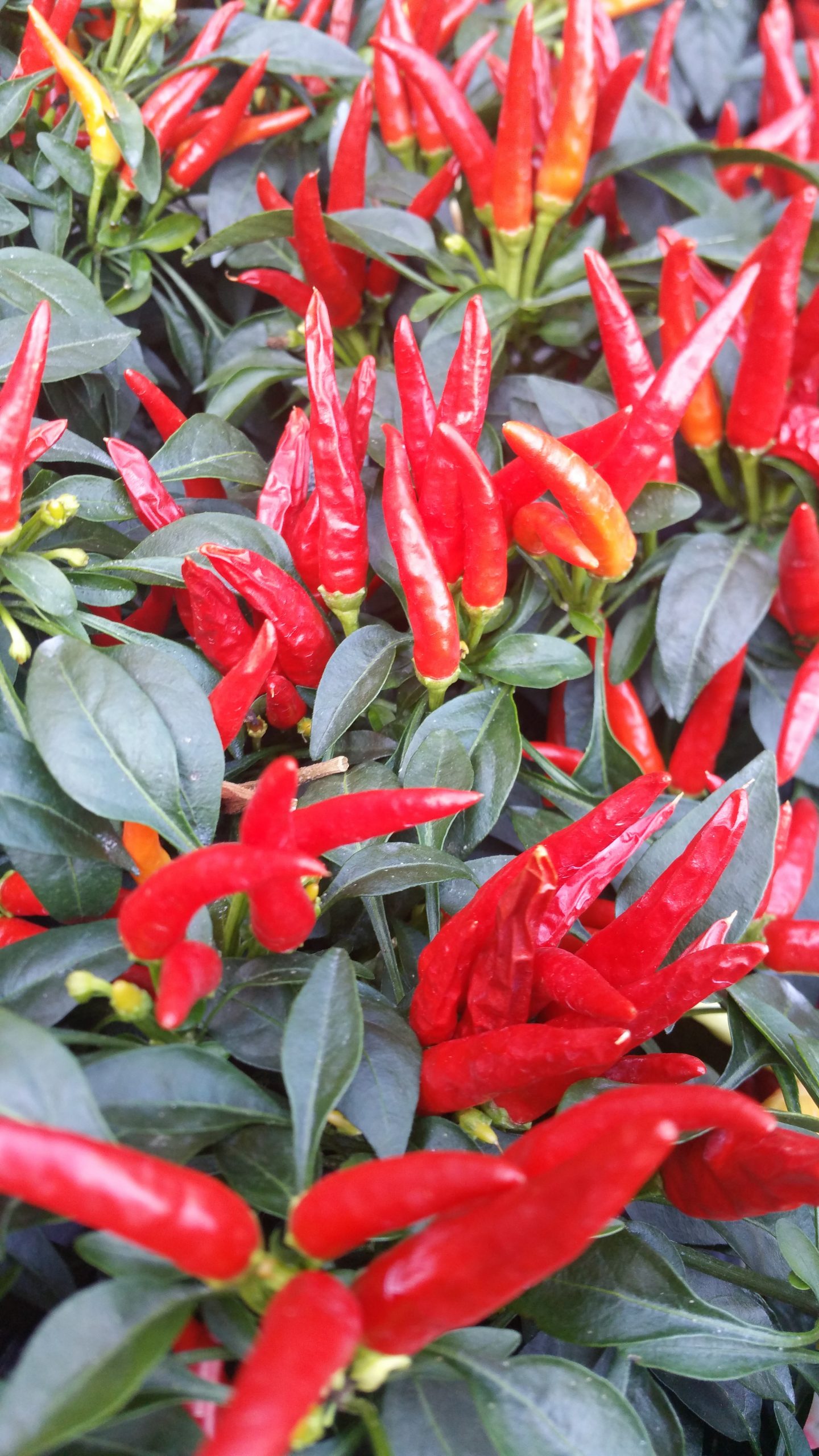 » Are Pepper Plants Perennial?