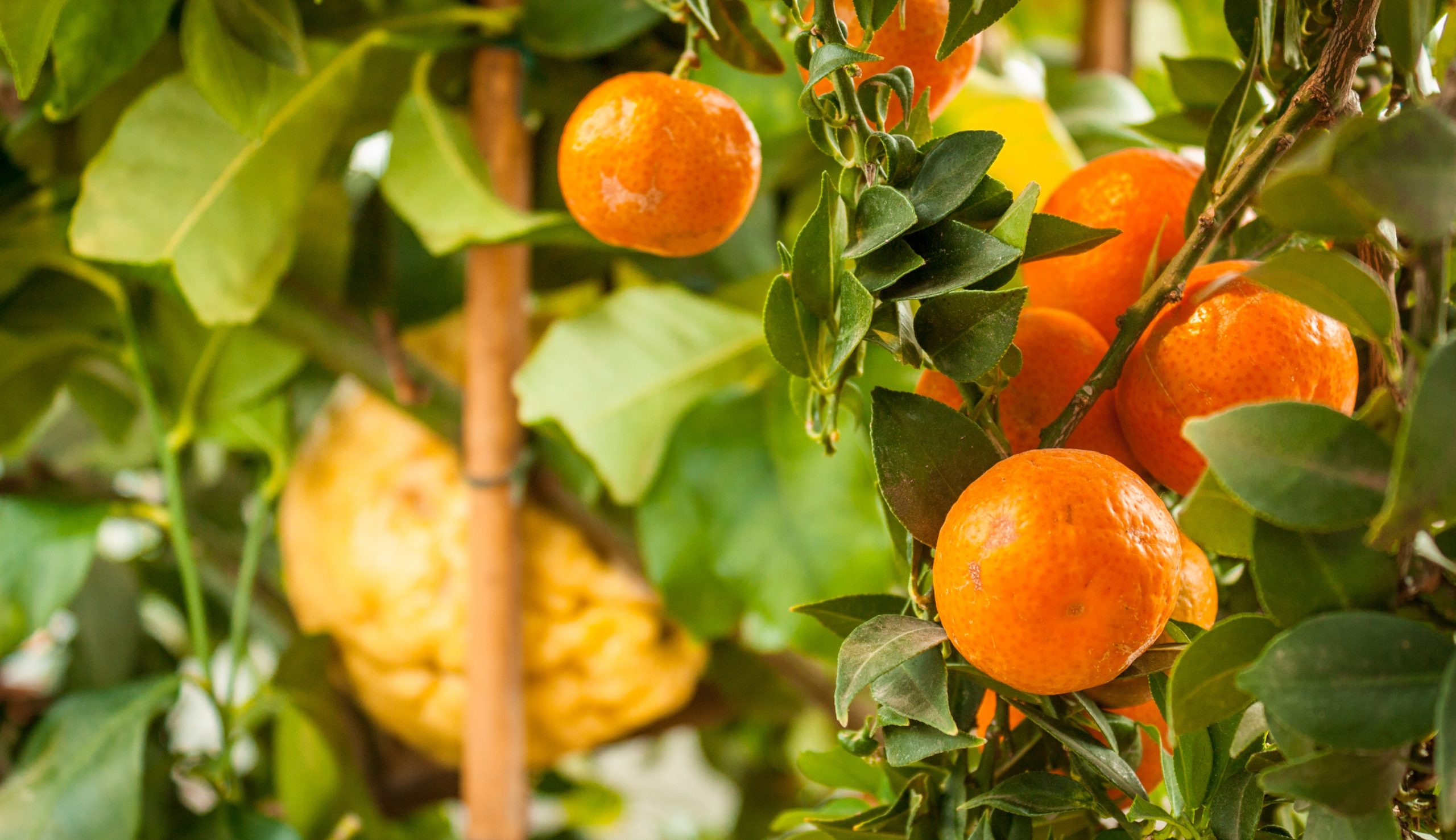 Can You Espalier An Orange Tree?