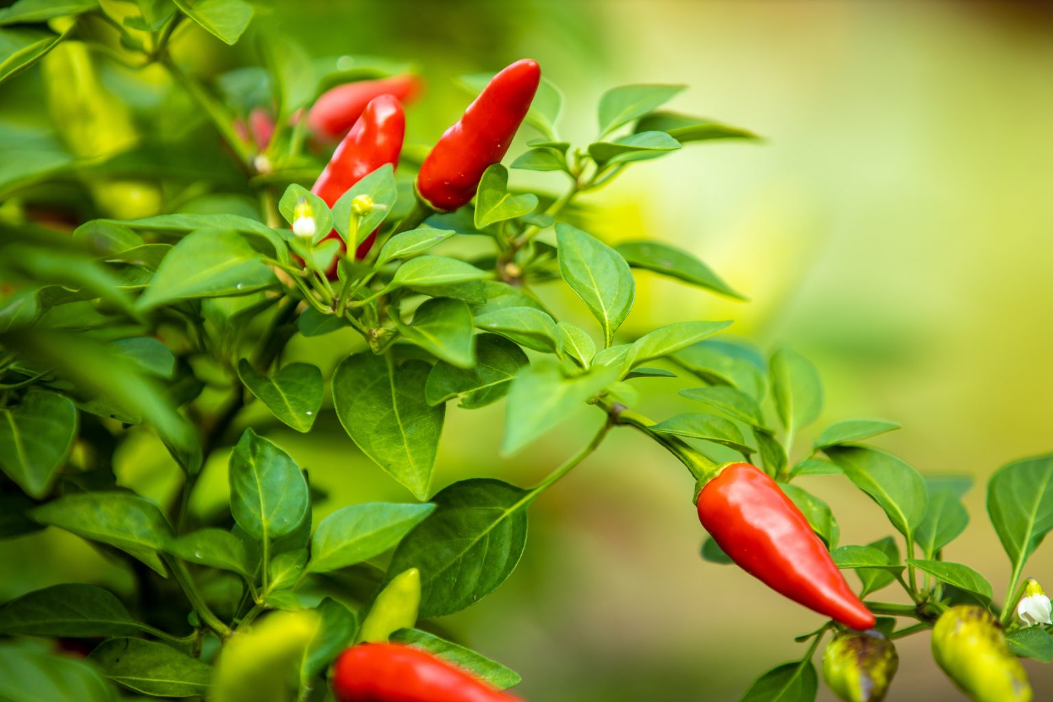 » Why Are My Pepper Plants Not Growing Peppers?