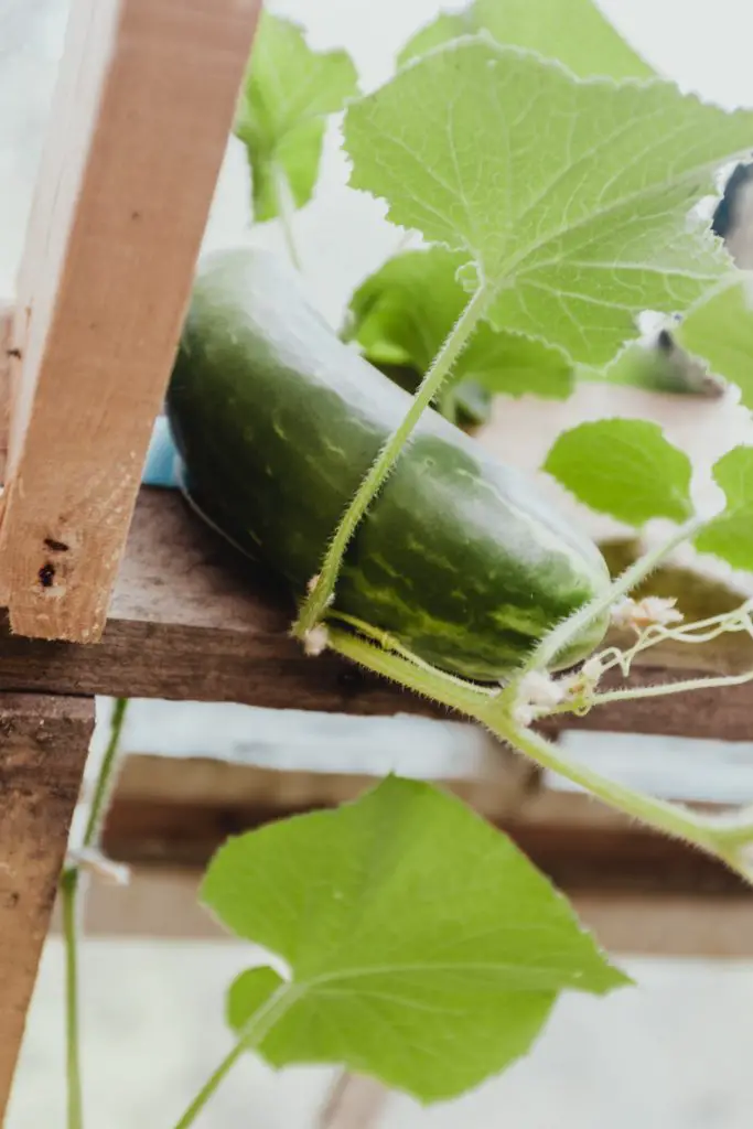 Can You Pick A Cucumber Too Early?