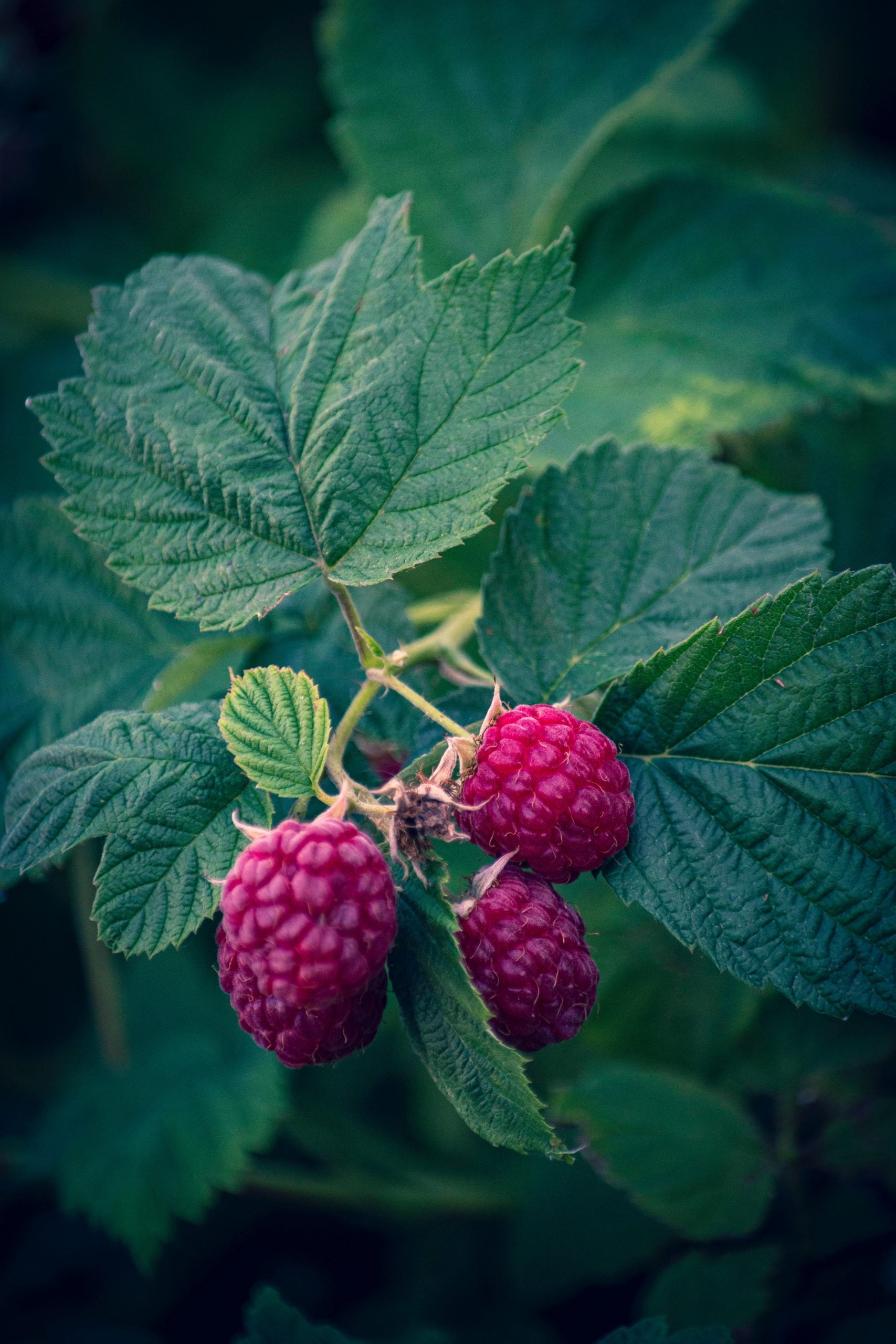 Are There Different Types Of Raspberries?