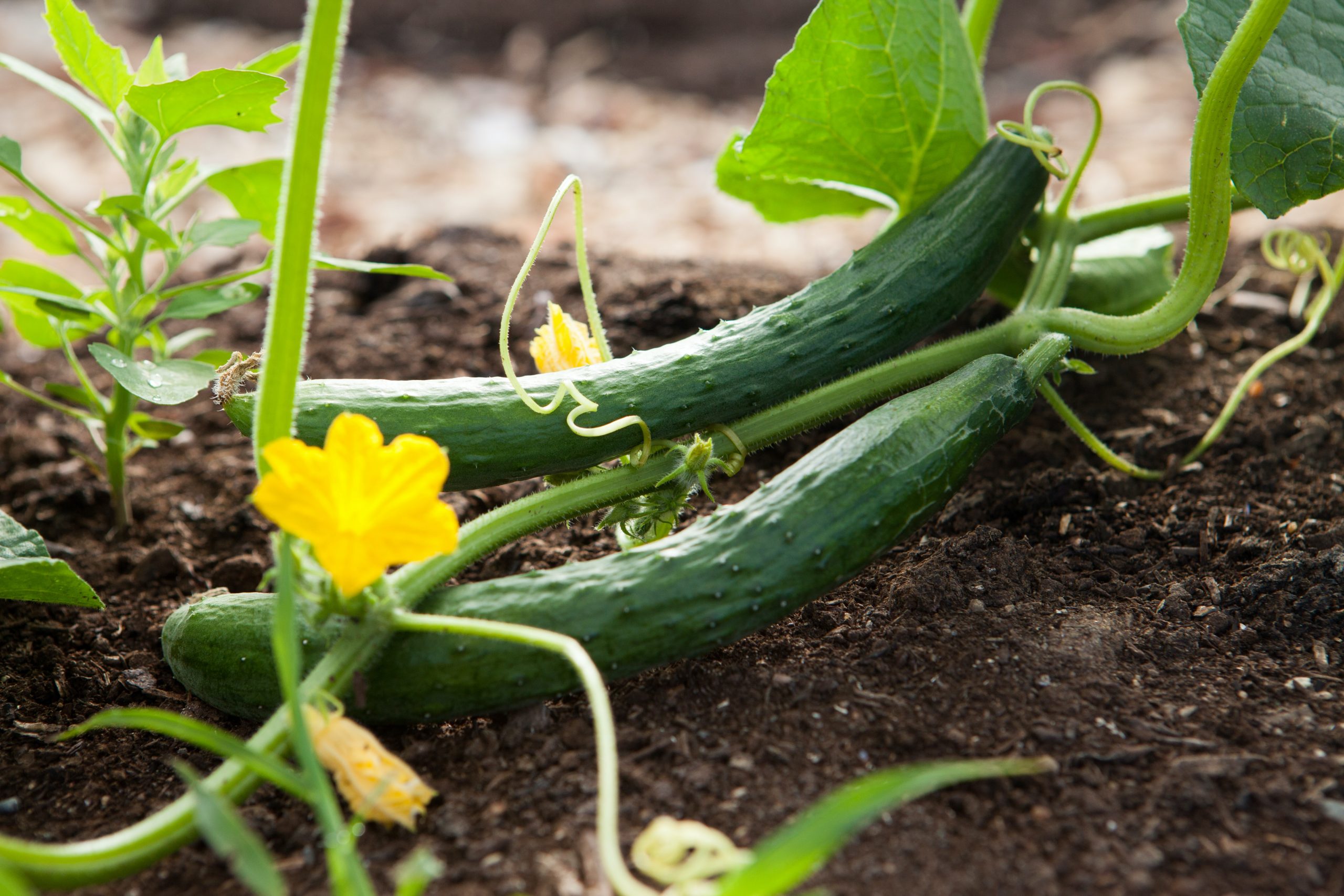 Can You Pick A Cucumber Too Early?