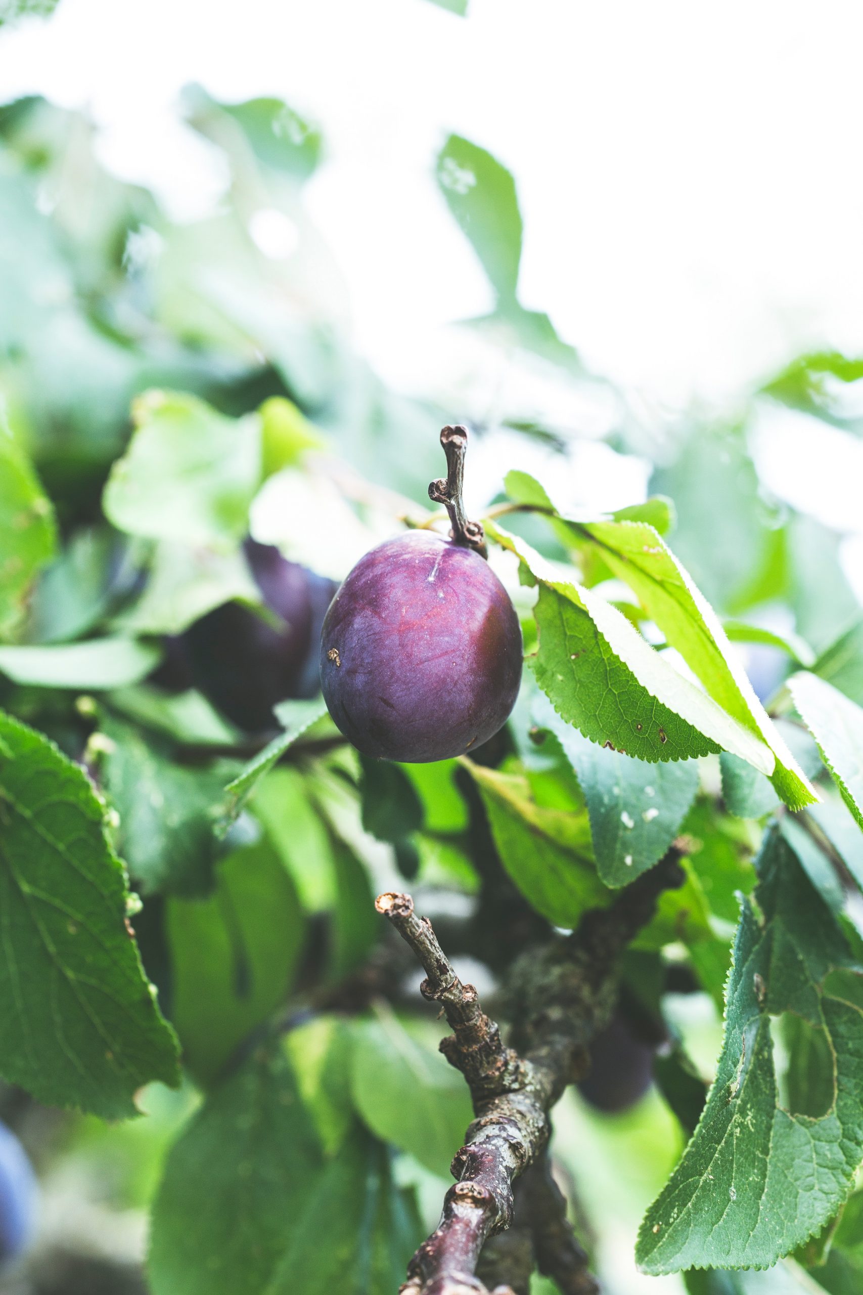 Prunii produc fructe în fiecare an