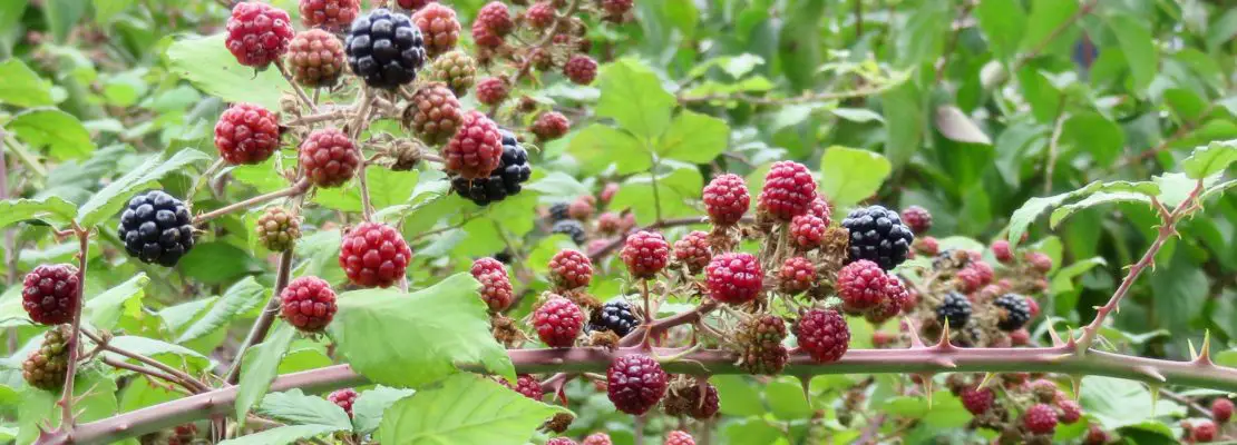 how-many-raspberries-will-one-plant-produce-plan-your-patch