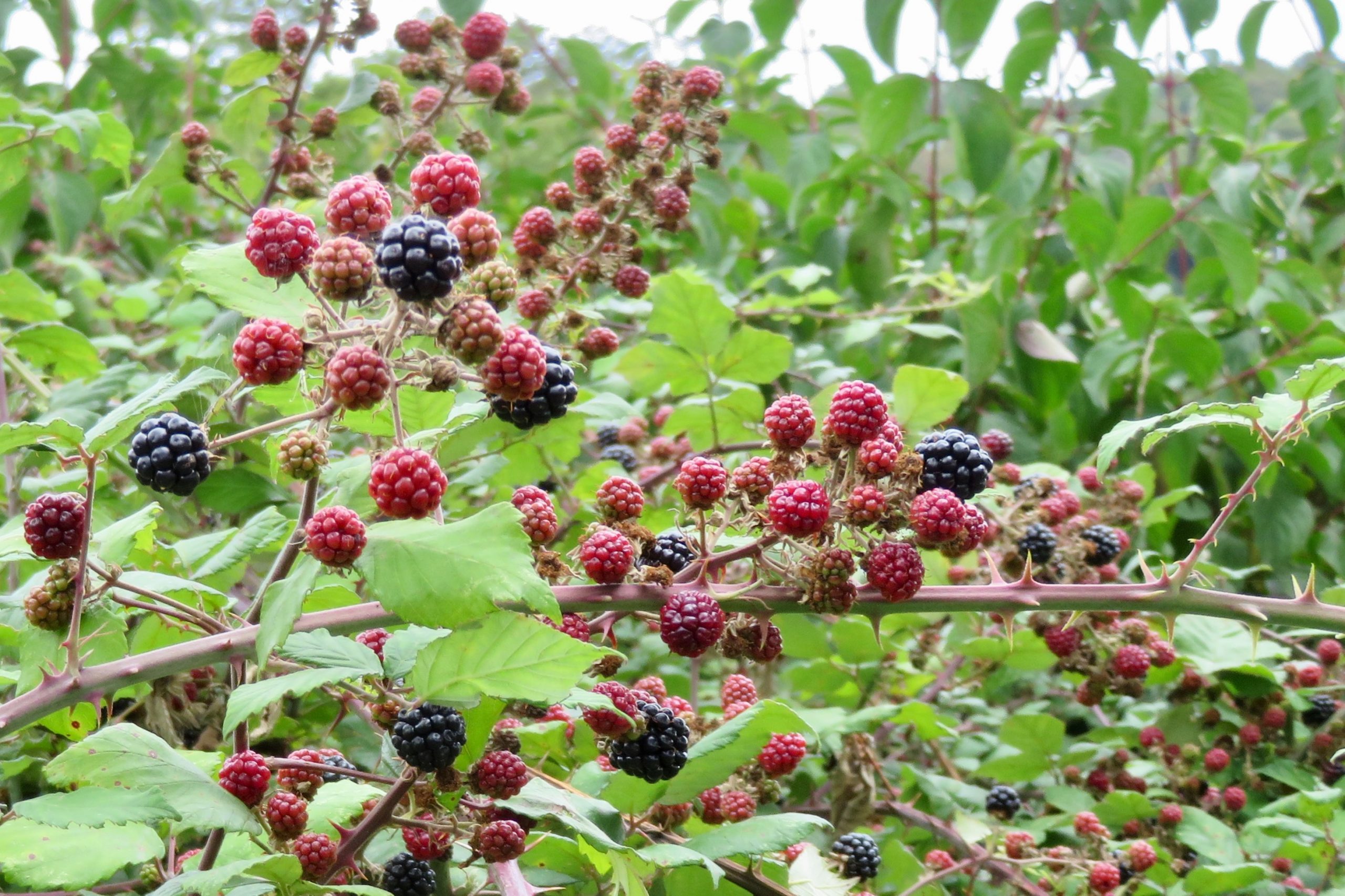 How Many Raspberries Will One Plant Produce?