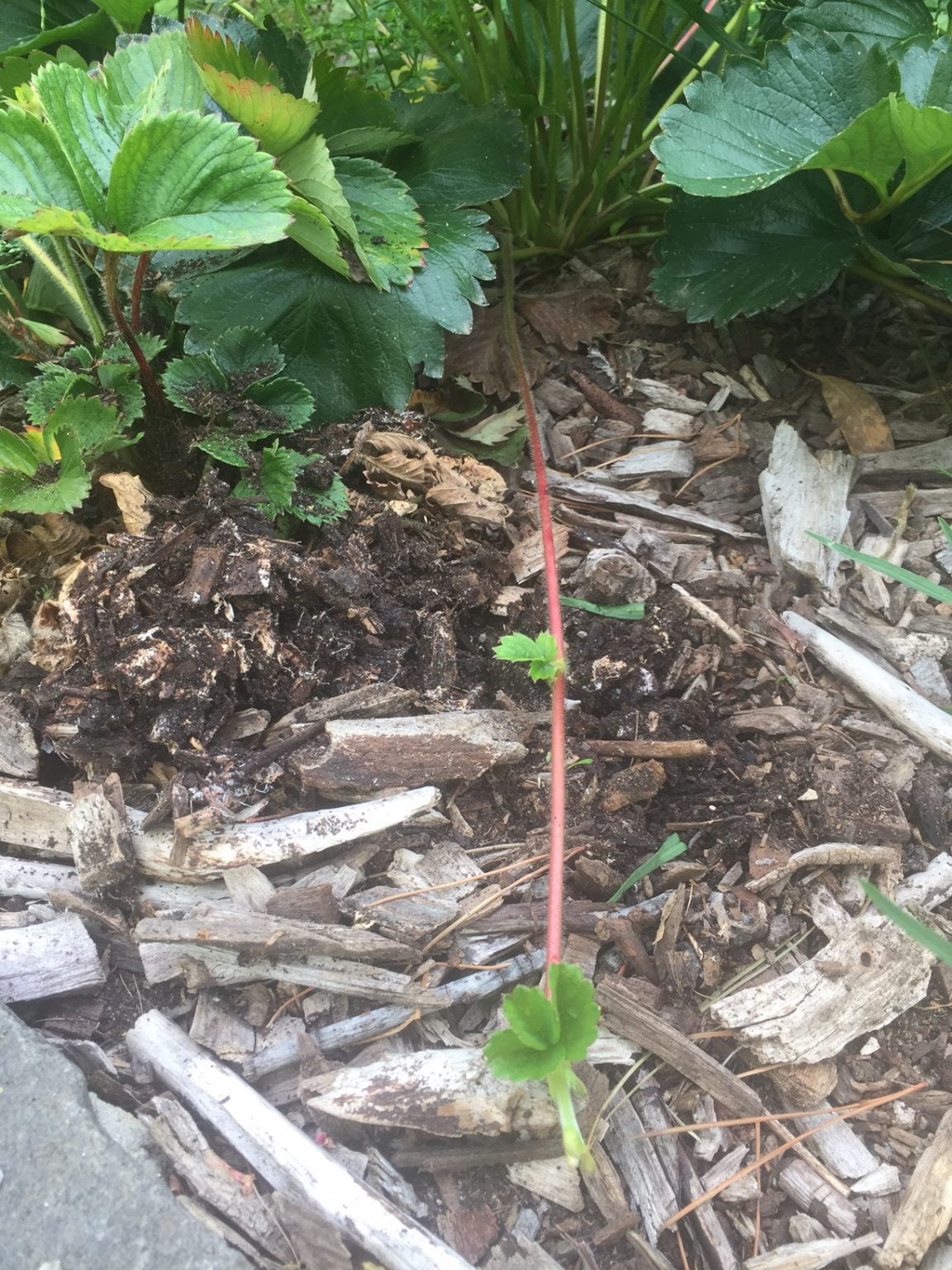 » How Many Strawberries Can You Get From One Plant?