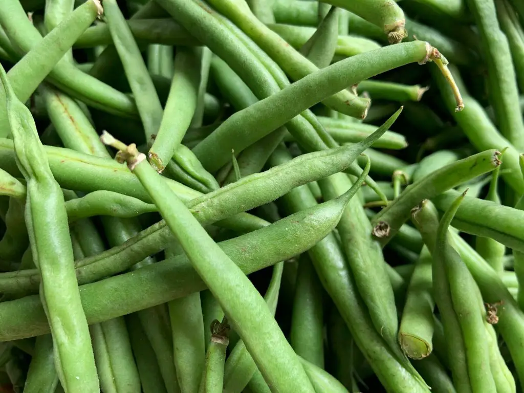 How Many Green Beans Does A Plant Produce? Plan Your Patch