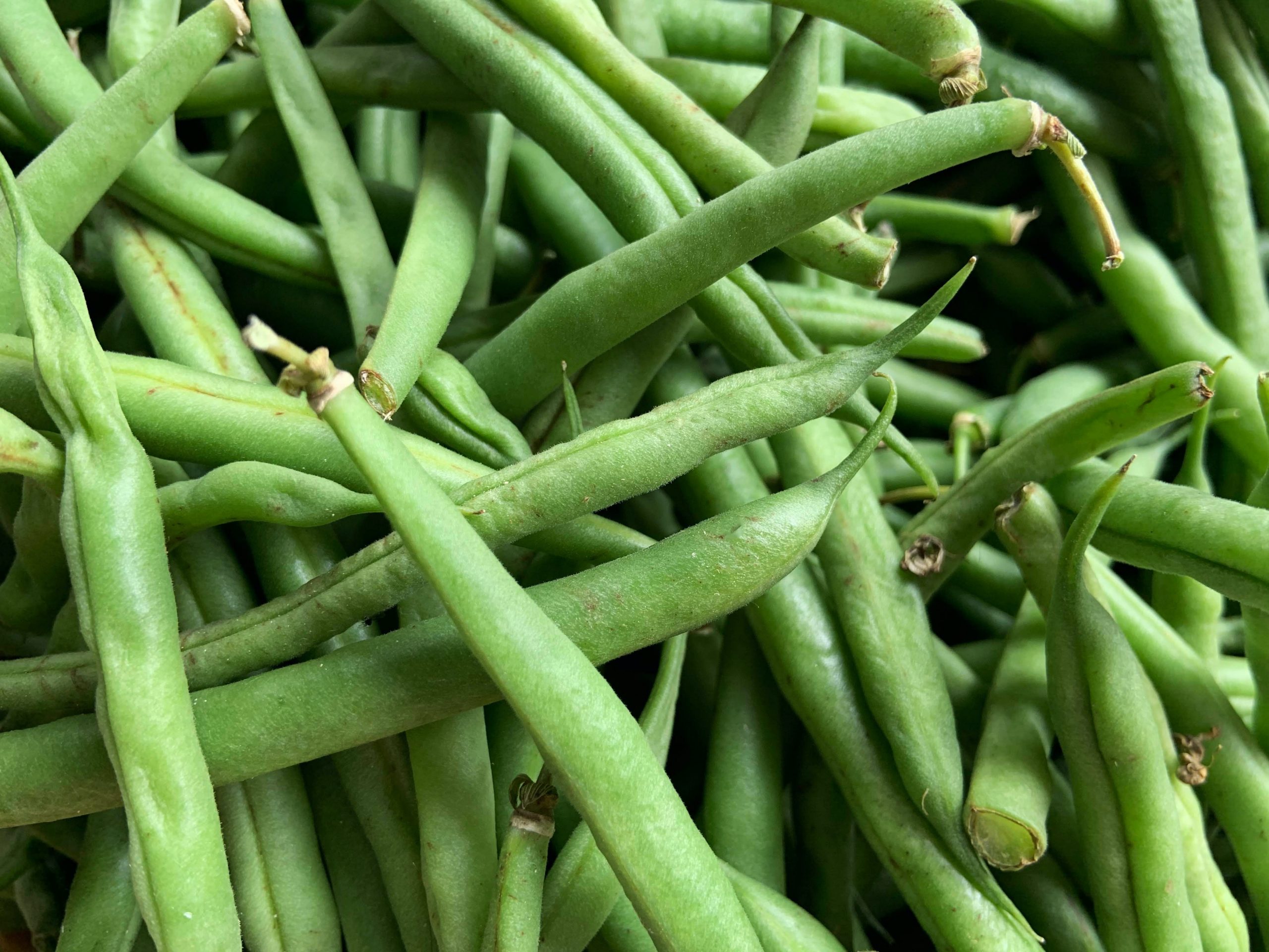 How Many Green Beans Does A Plant Produce?