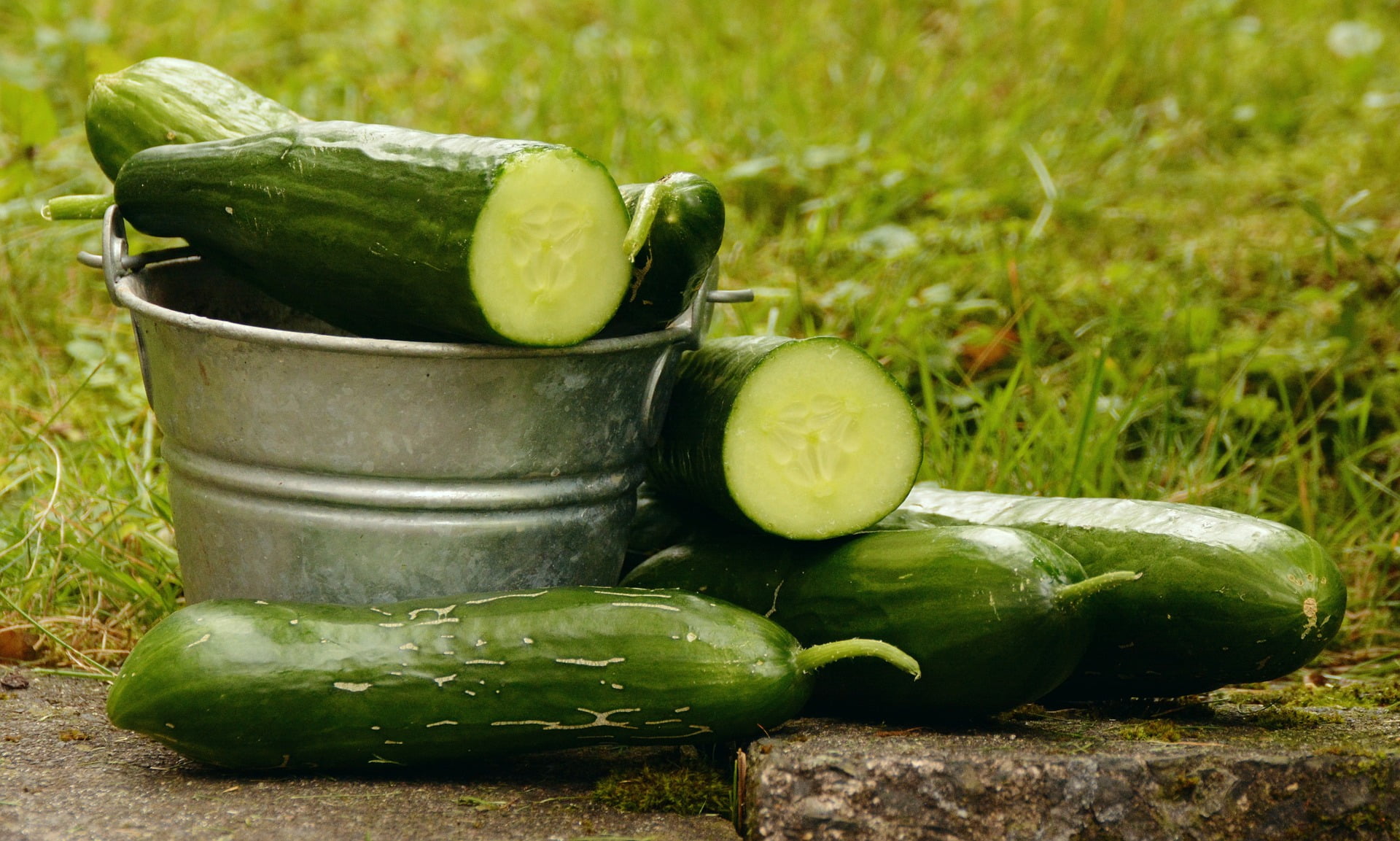 How Many Cucumbers Will A Plant Produce?