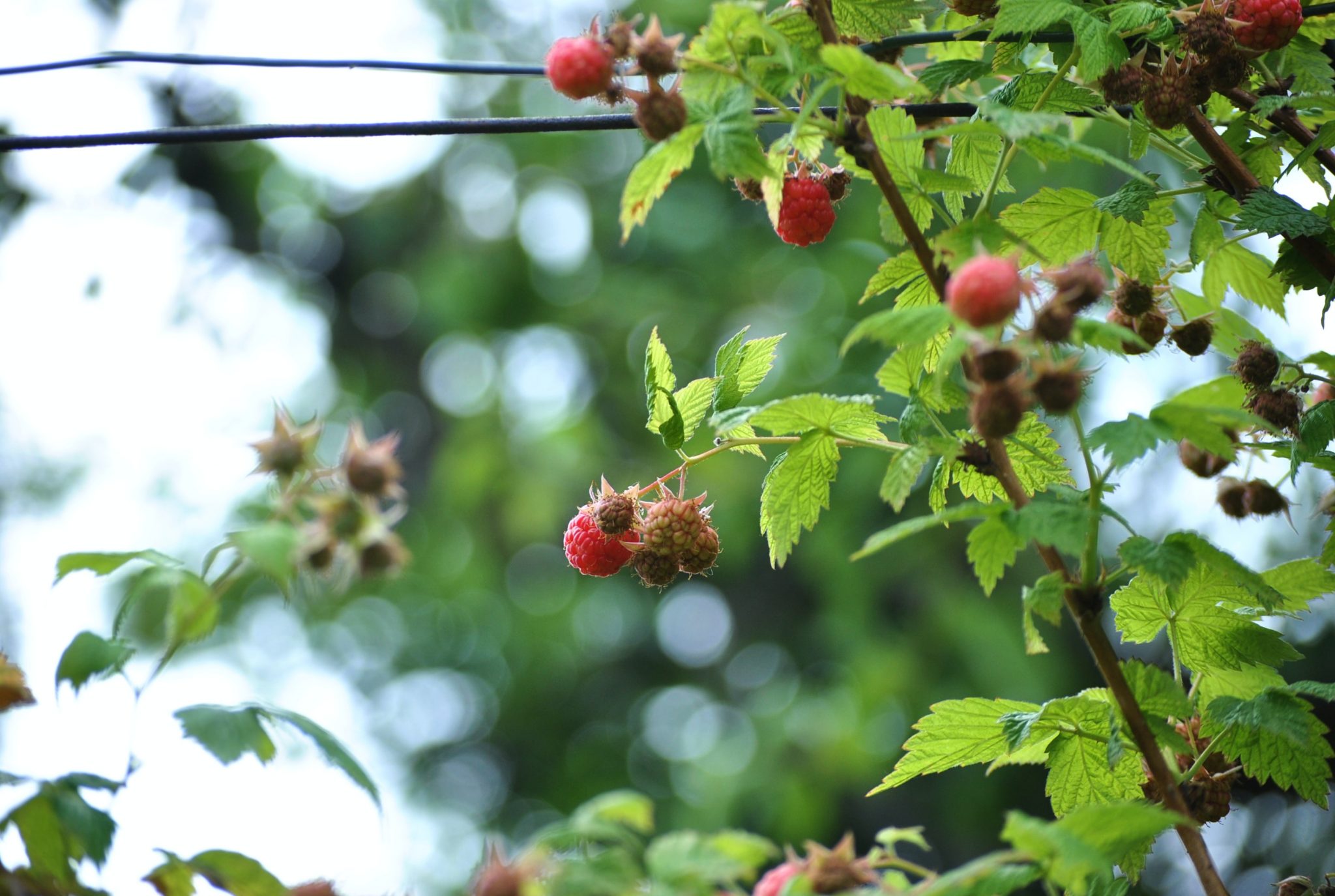 » How Many Raspberries Will One Plant Produce?