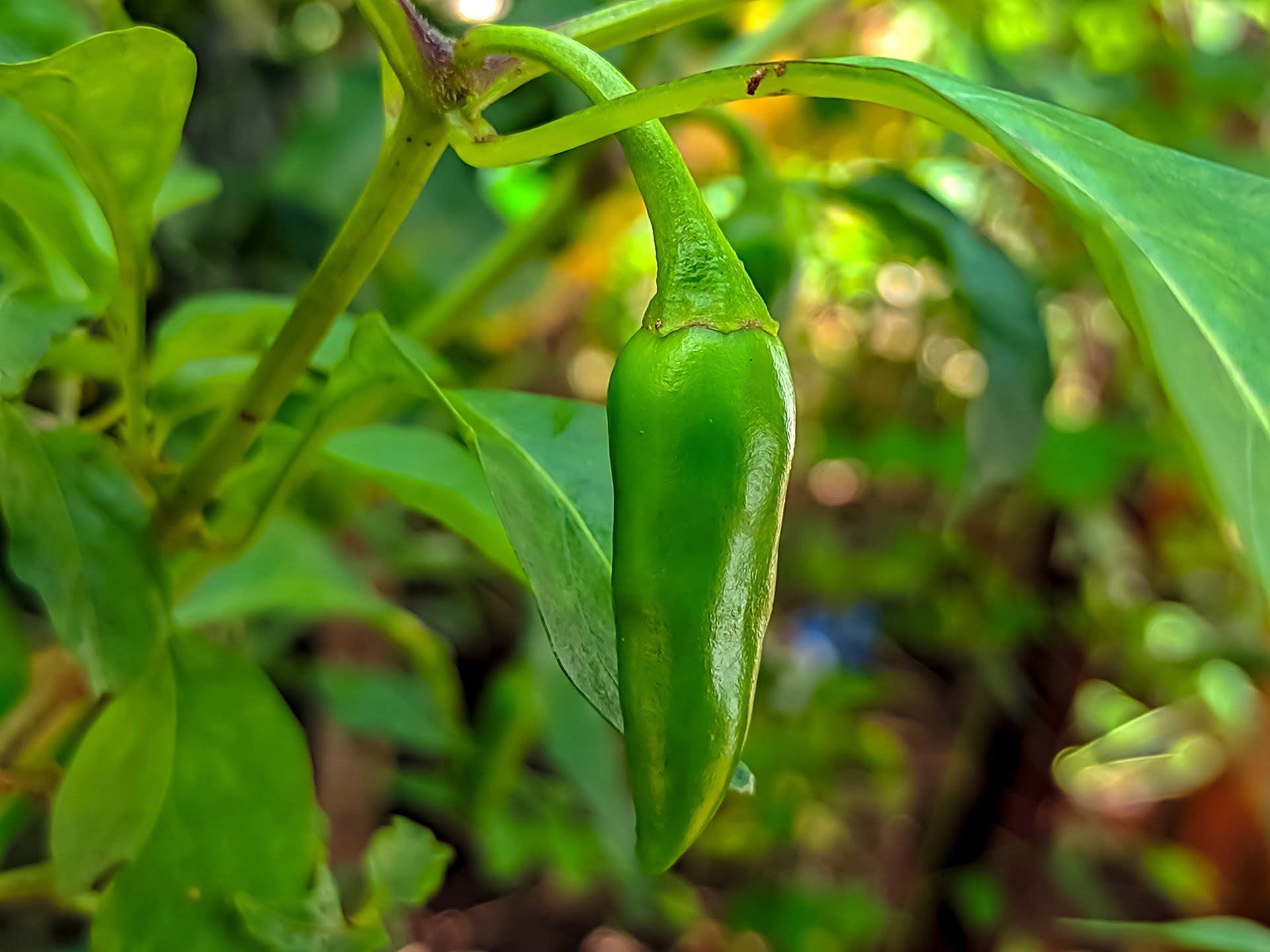 How Many Jalapenos Do The Best Pepper Varieties Produce?