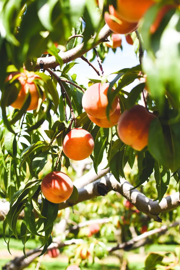 » 7 Easy Steps To Creating An Orchard In Your Own Yard