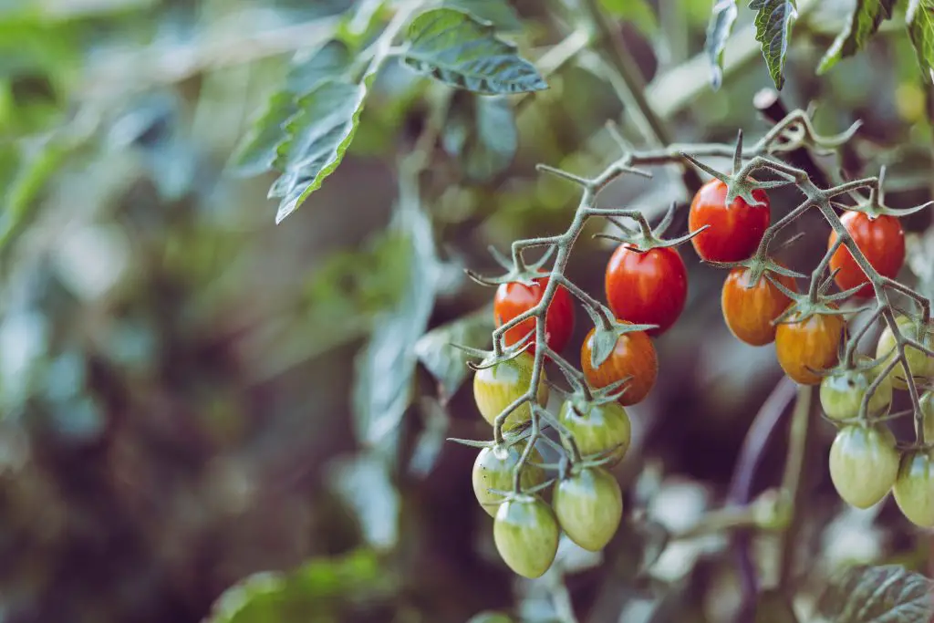 Do You Need To Prune Indeterminate Tomatoes? Plan Your Patch