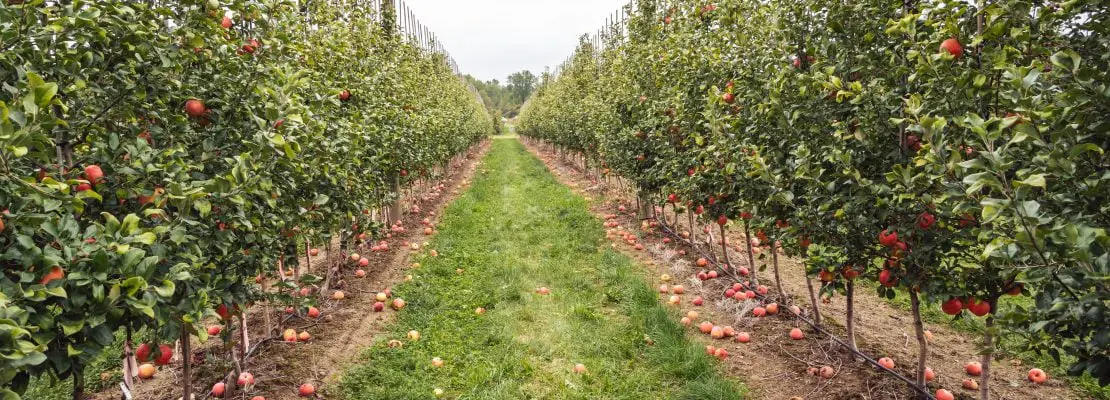 7 Easy Steps To Creating An Orchard In Your Own Yard – Plan Your Patch