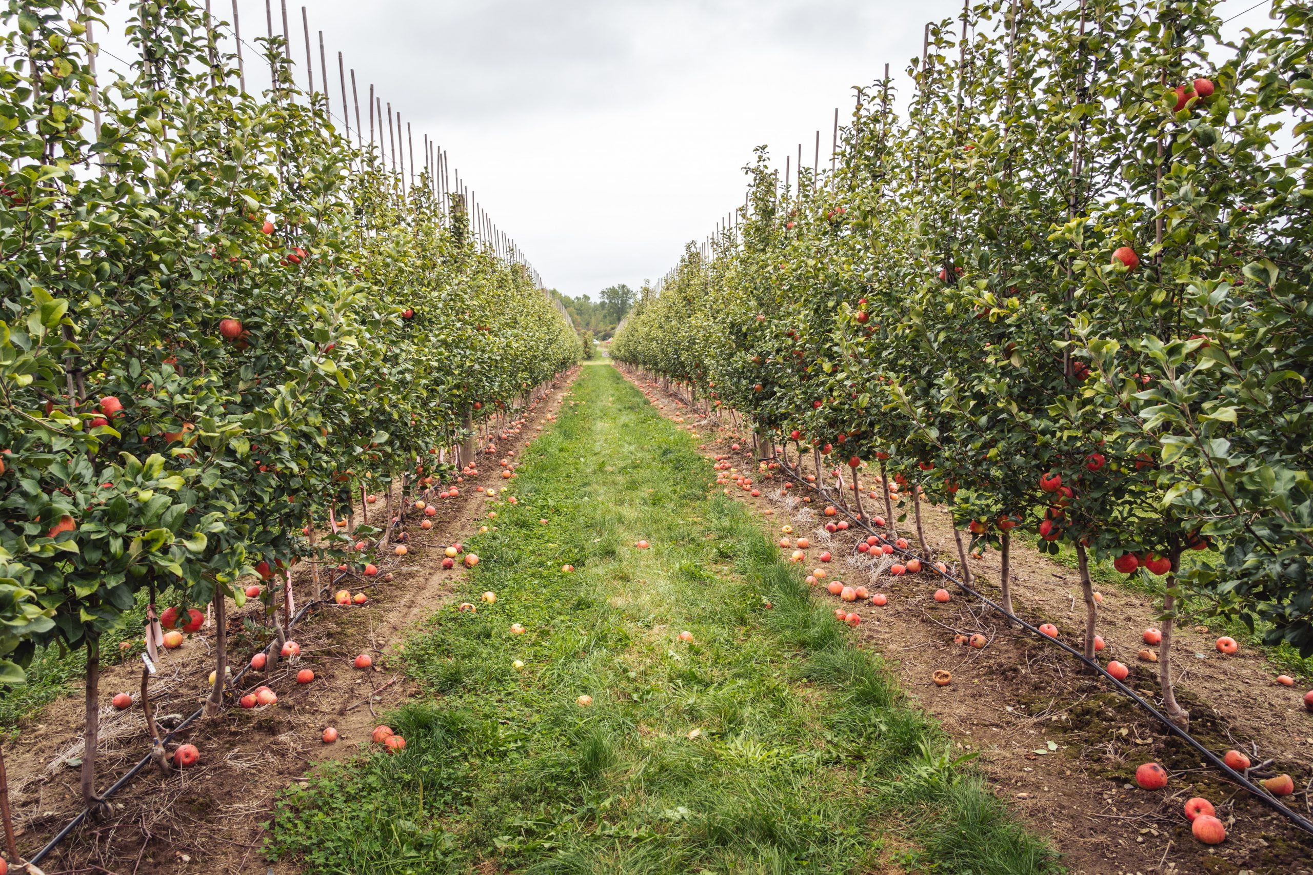 7 Easy Steps To Creating An Orchard In Your Own Yard