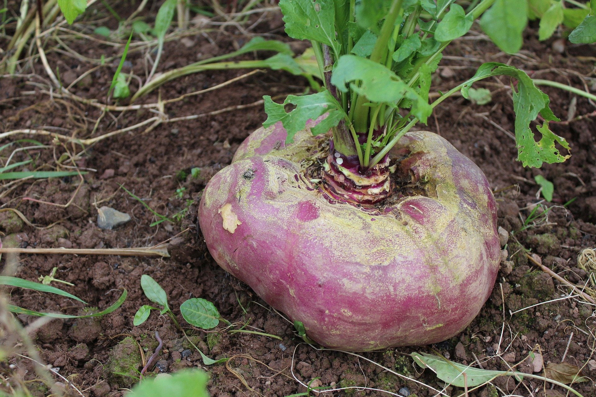 » Are Swede (Rutabaga) and Turnip the Same Thing?