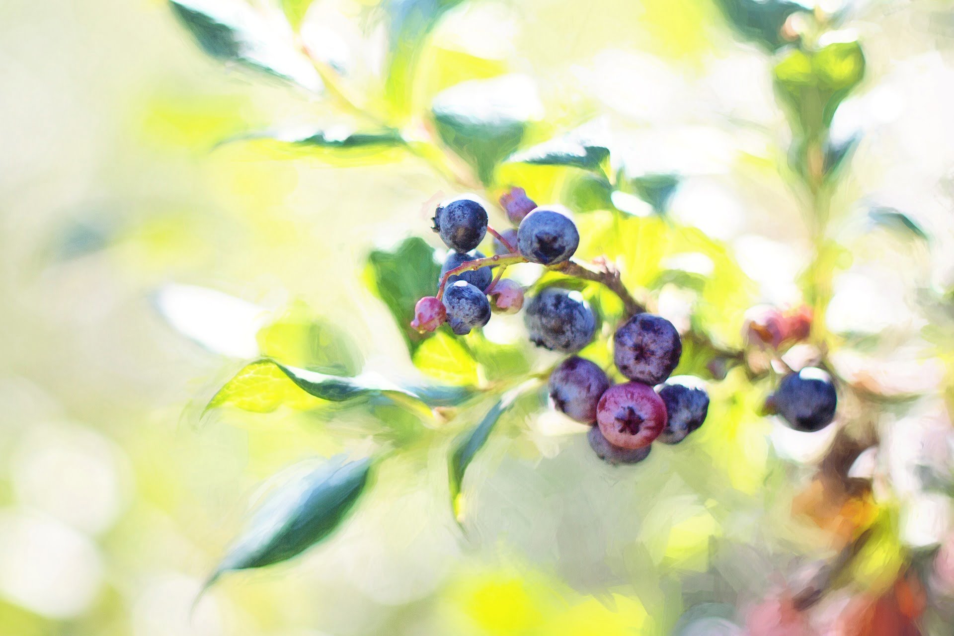 » How Much Does One Blueberry Bush Produce?