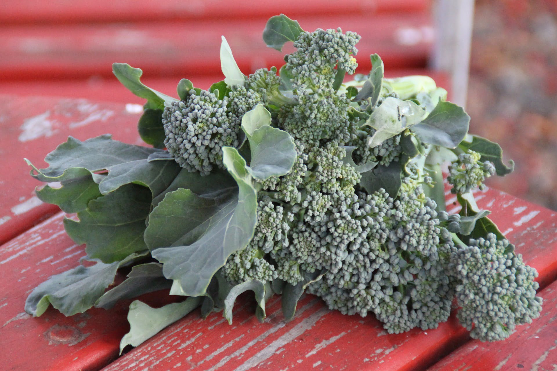 How Many Broccoli Heads Grow On One Plant?