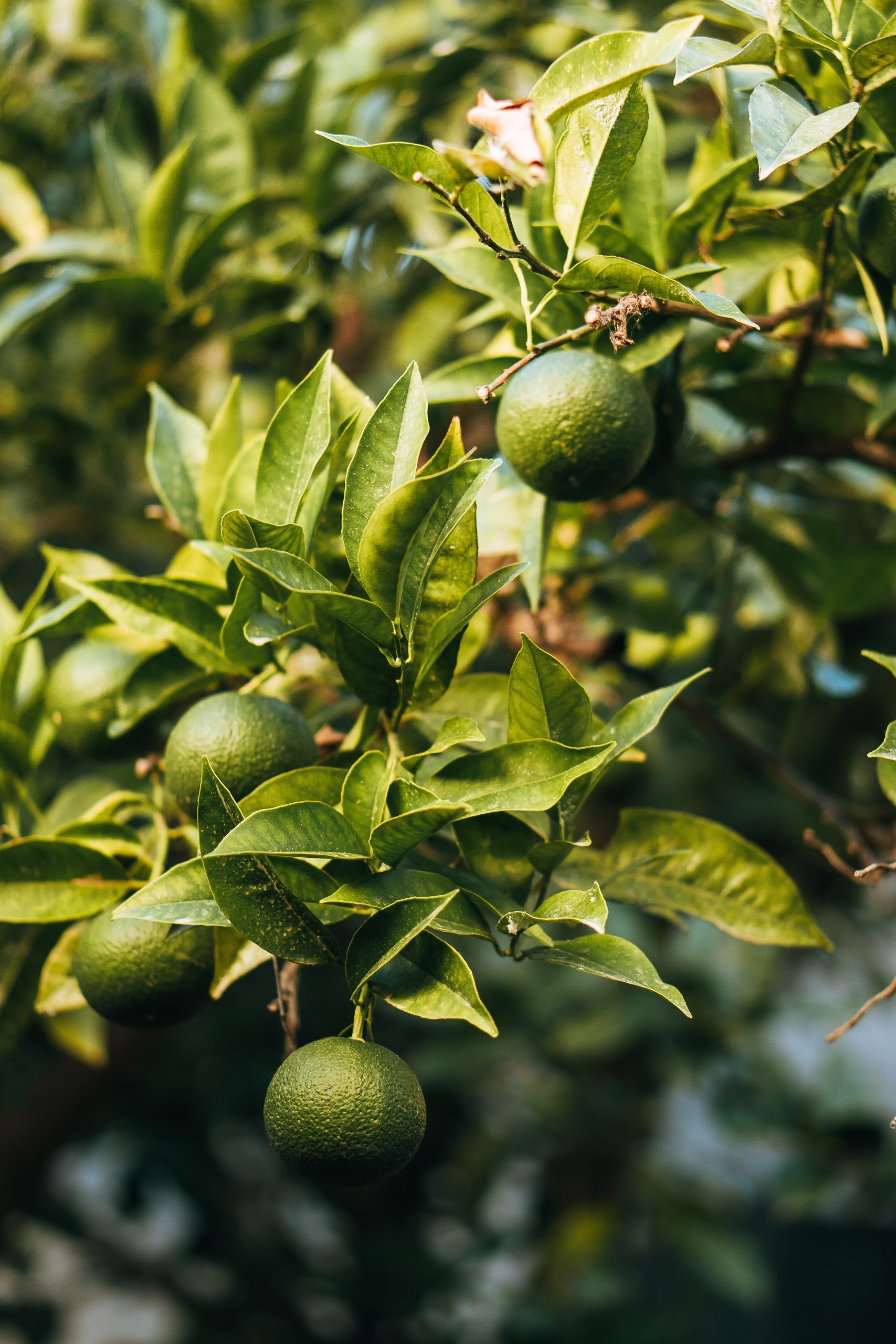 How Much Does A Lime Tree Produce?
