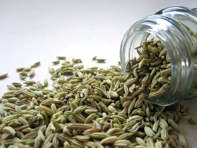 Can You Plant Fennel Seeds From The Grocery Store?