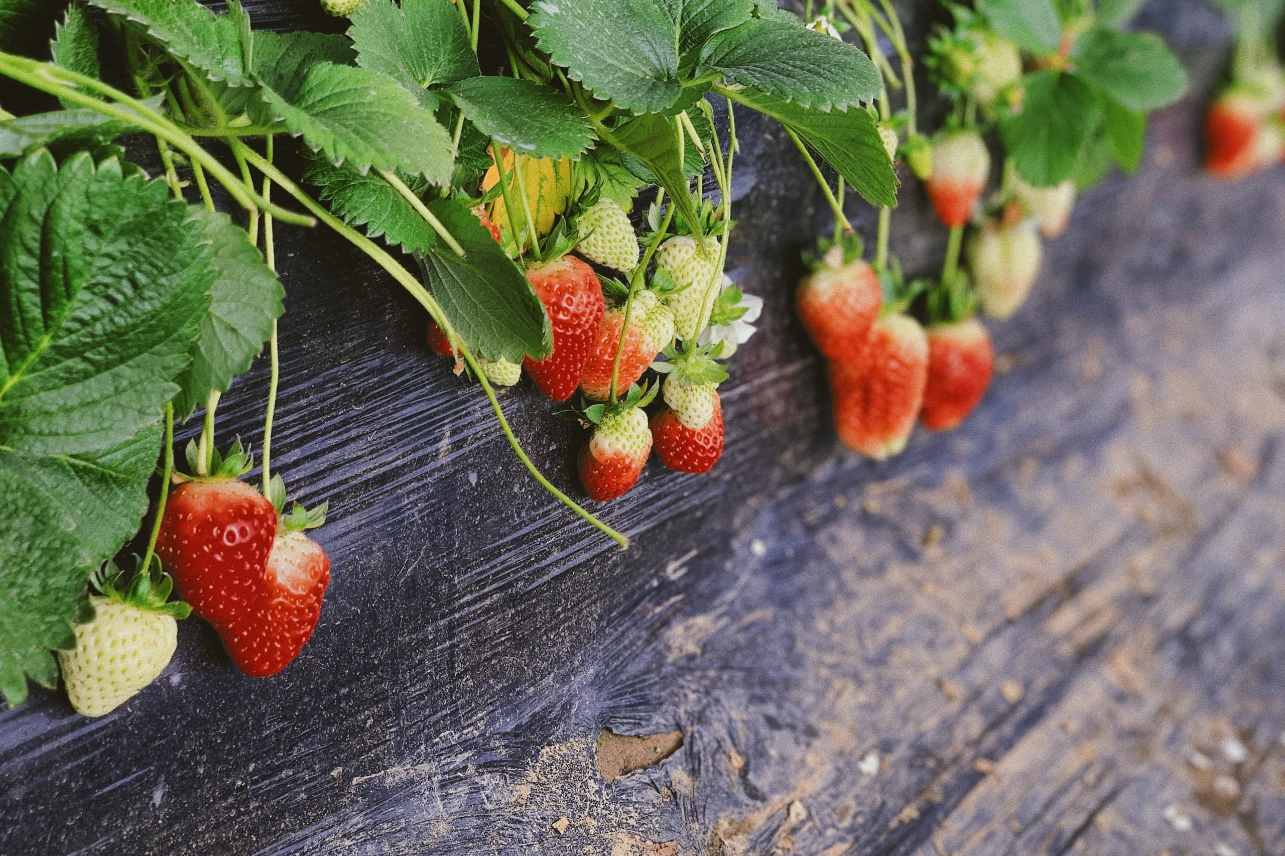 How Many Strawberries Can You Get From One Plant?