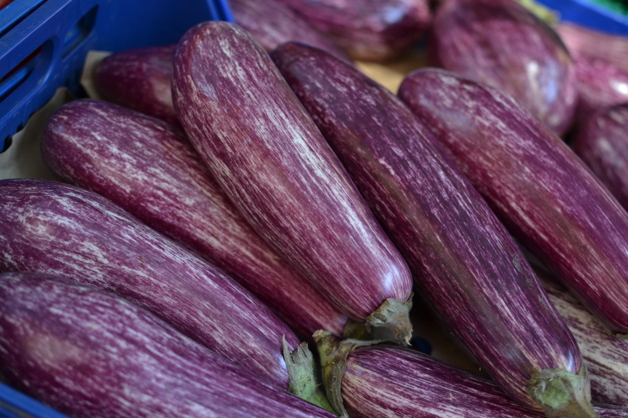 » How Many Eggplants Does One Plant Yield?