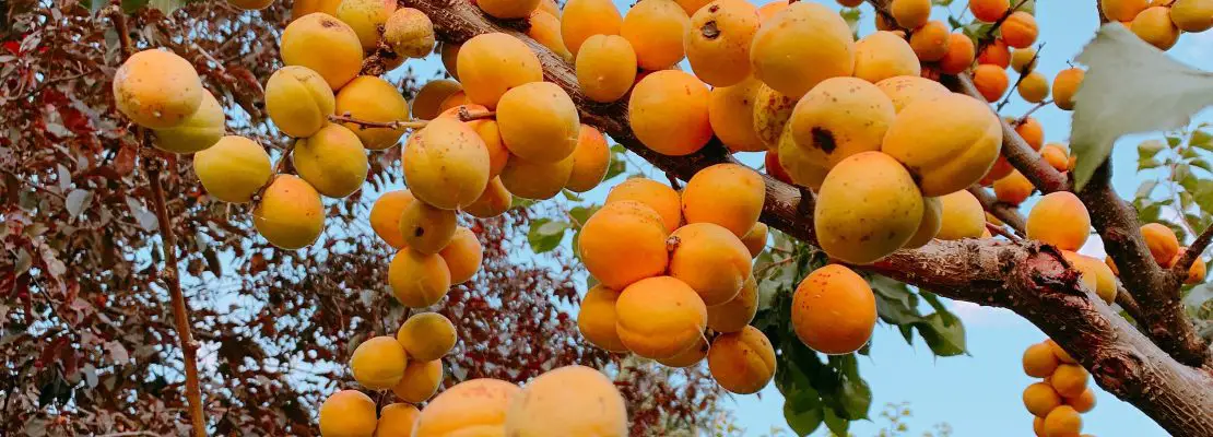 Can you get fruit from just one apricot tree