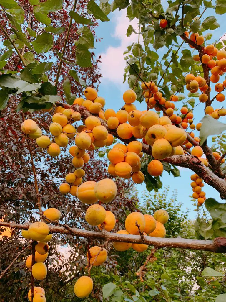 How Much Fruit Does An Apricot Tree Produce? Plan Your Patch