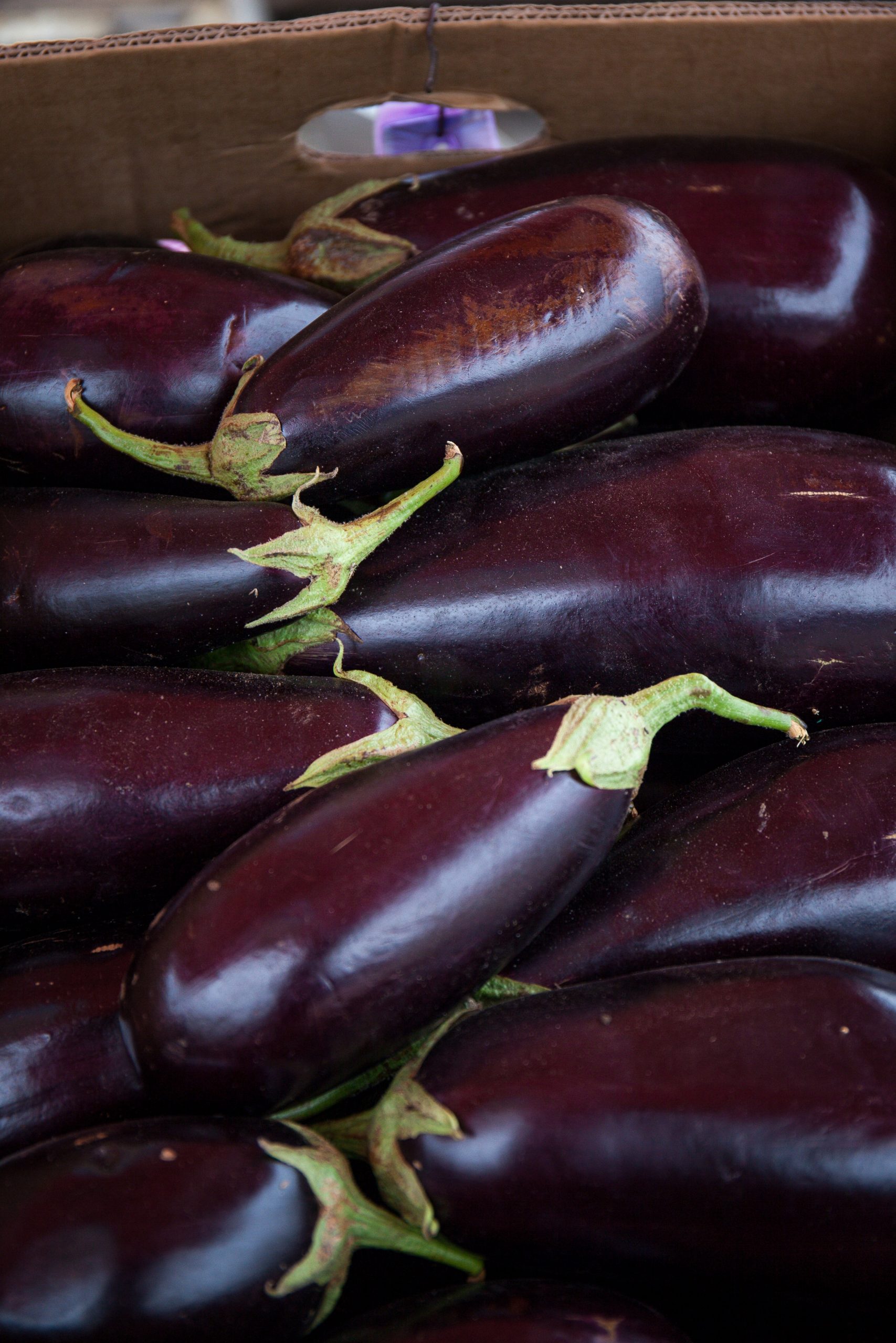 How Many Eggplants Does One Plant Yield?