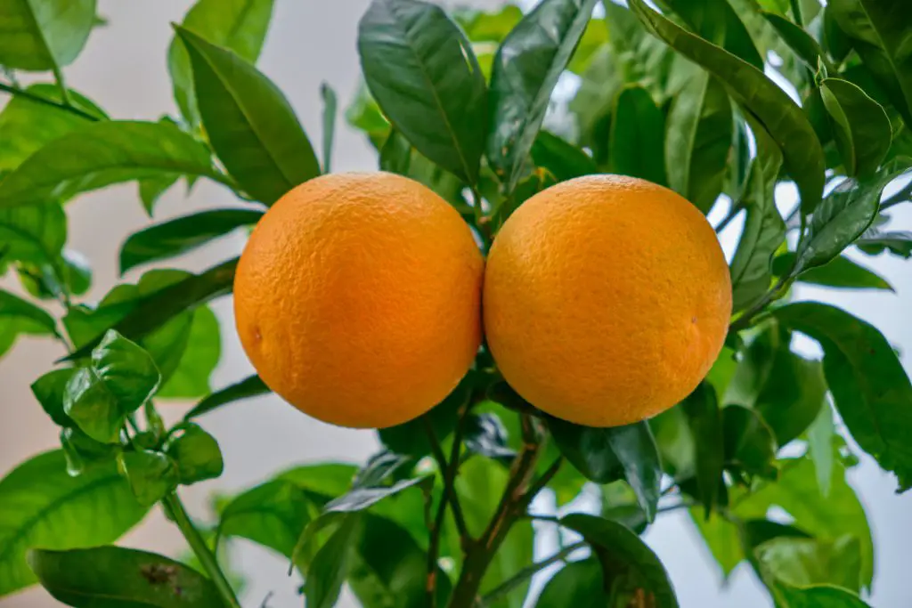 How Much Fruit Does A Dwarf Orange Tree Produce? Plan