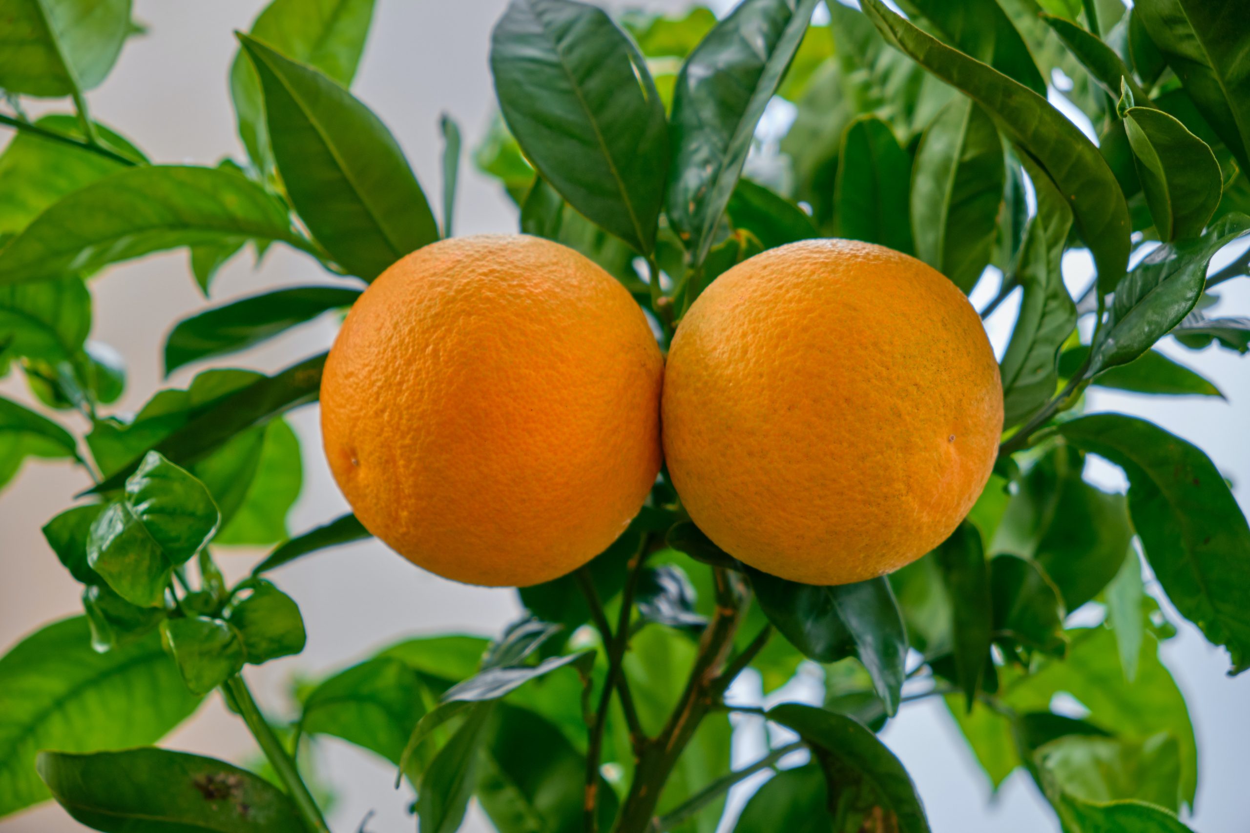 How Much Fruit Does A Dwarf Orange Tree Produce?