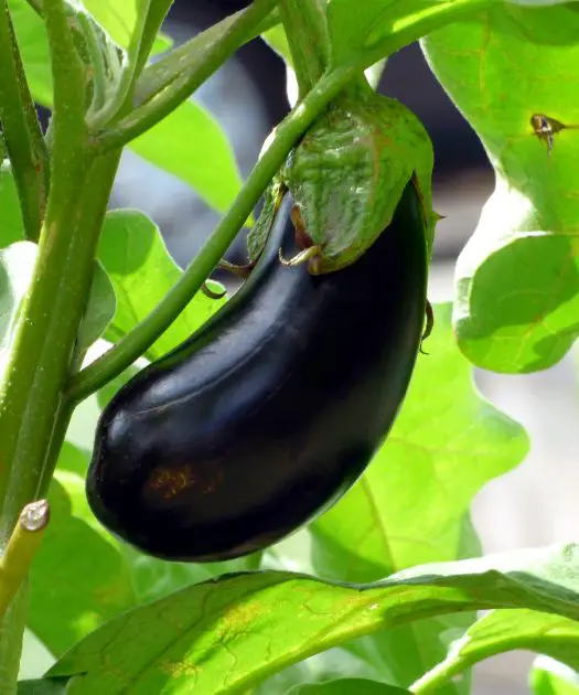 solanaceae-family-plan-your-patch