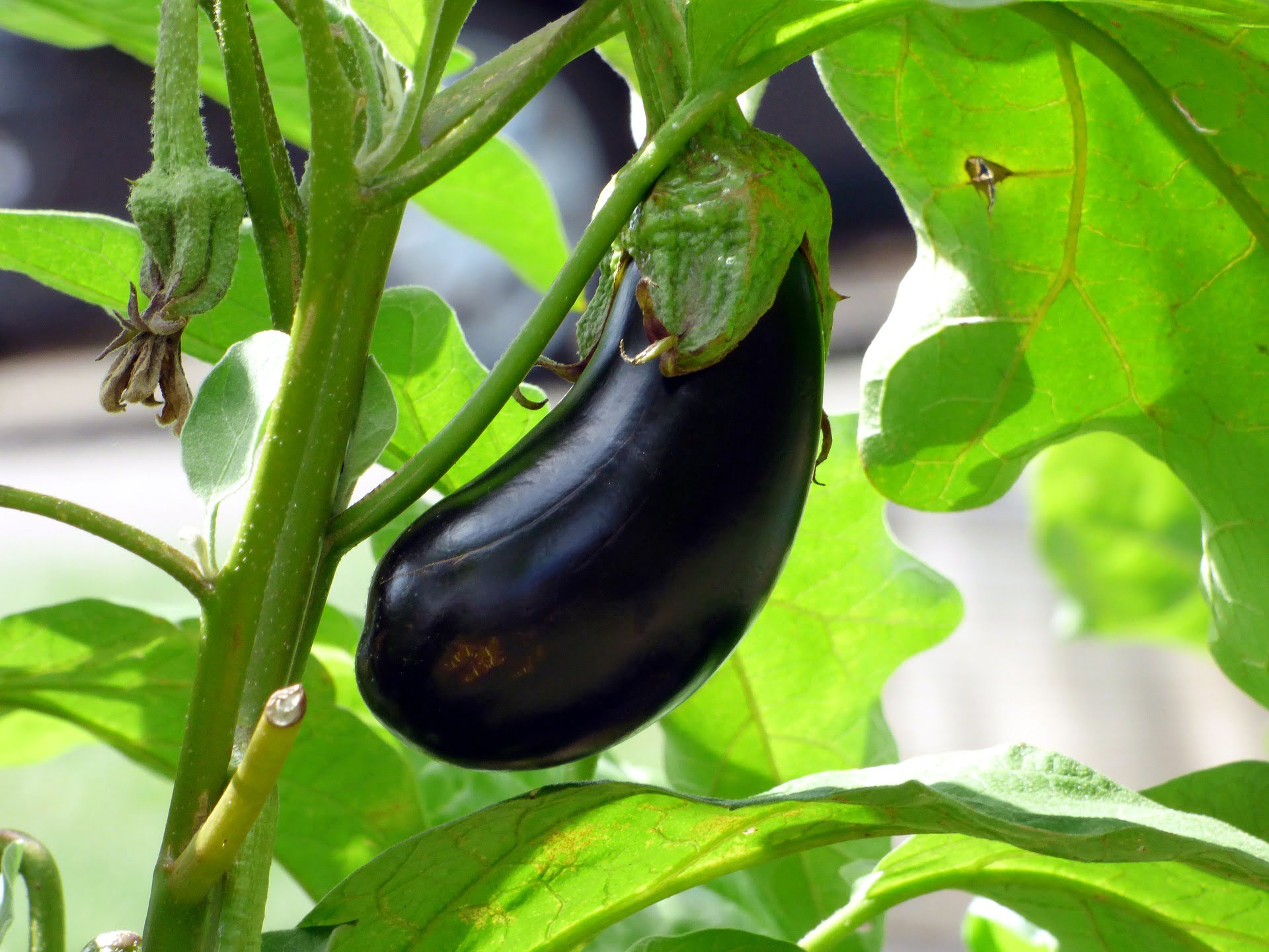 Are There Female and Male Eggplants? Fact or Fiction?