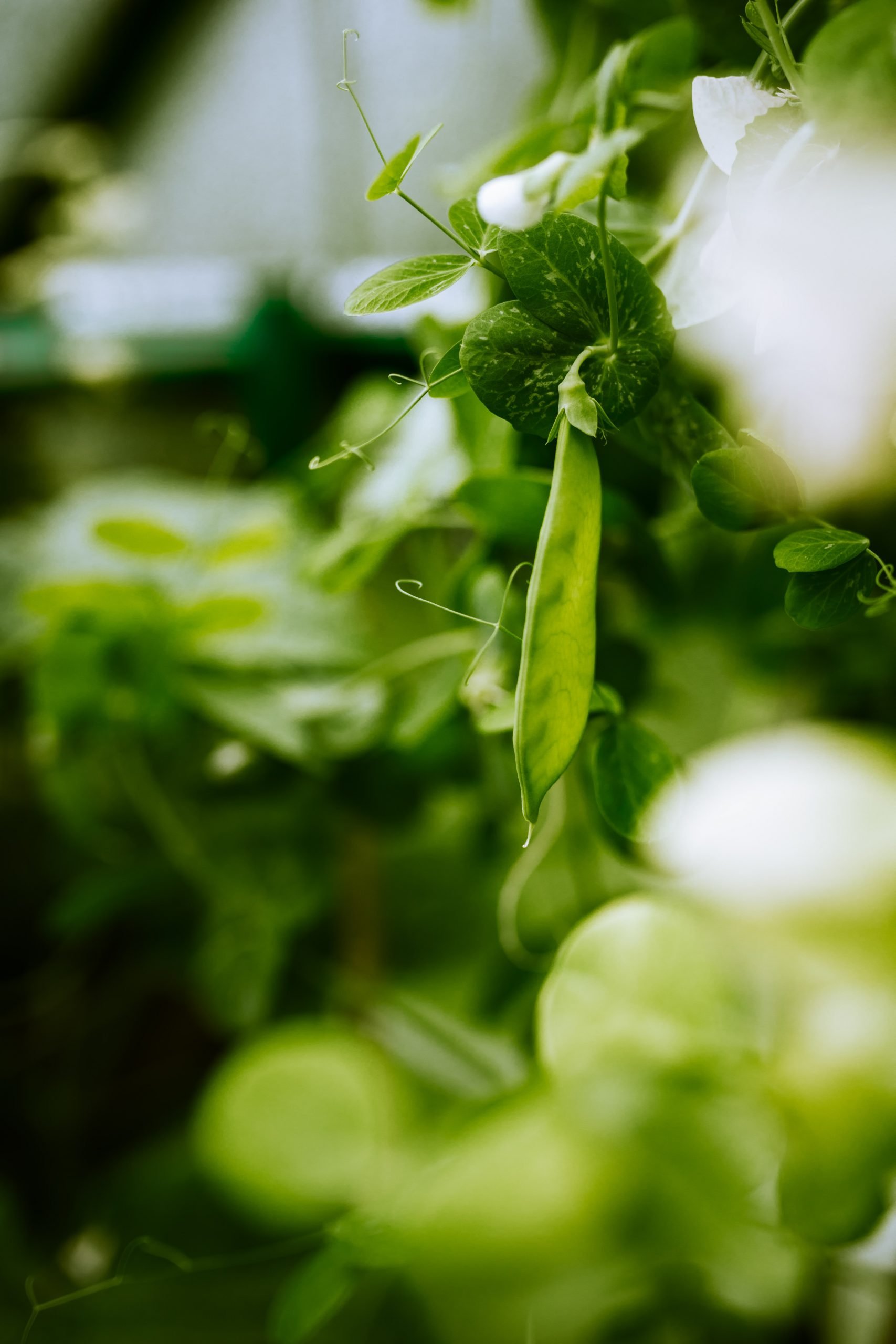 What Is The Best Fertilizer For Growing Peas?