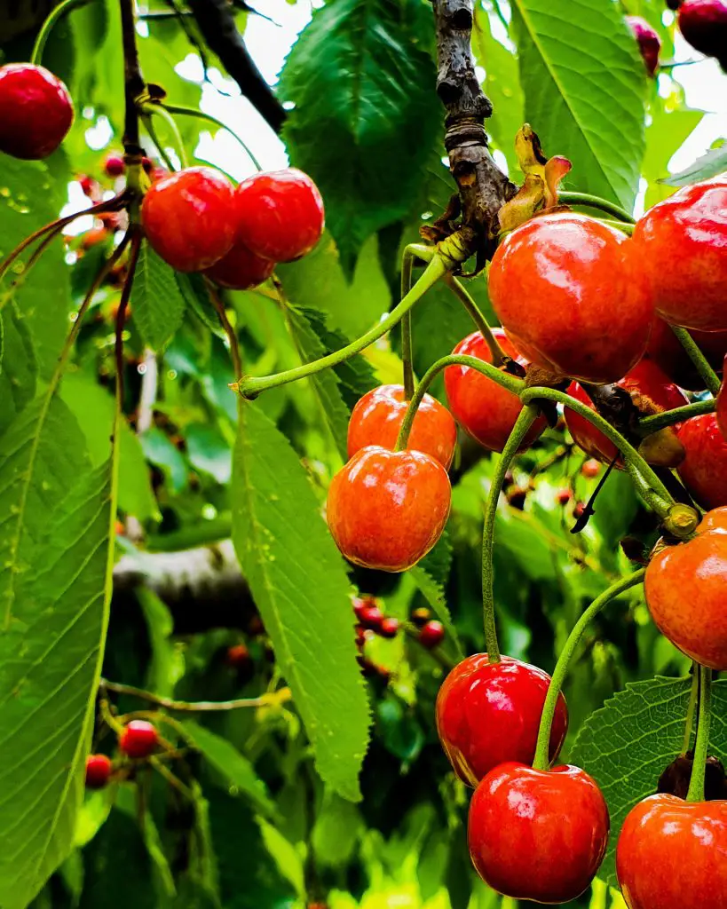 How Many Cherries Does A Tree Produce? - Plan Your Patch How Much Is A Cherry Tree Worth