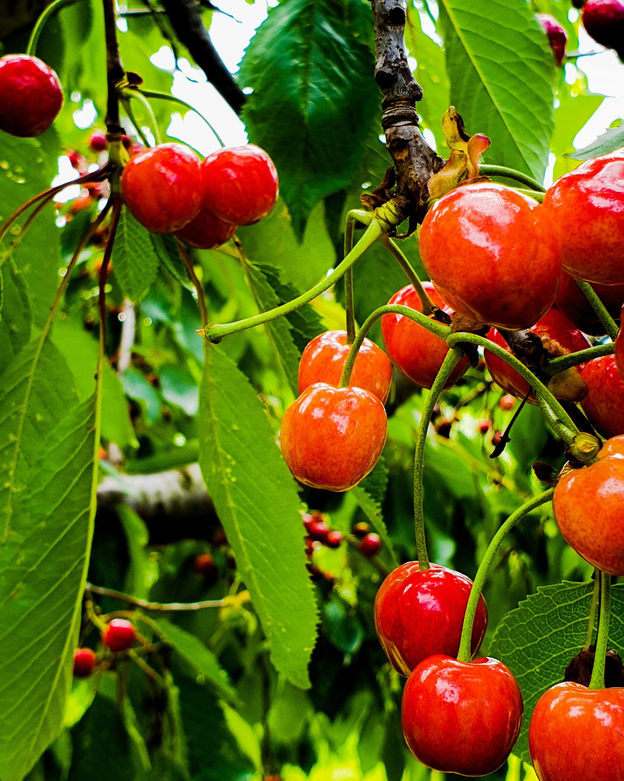 How Many Cherries Does A Tree Produce? (Full Size And Espaliered Trees)
